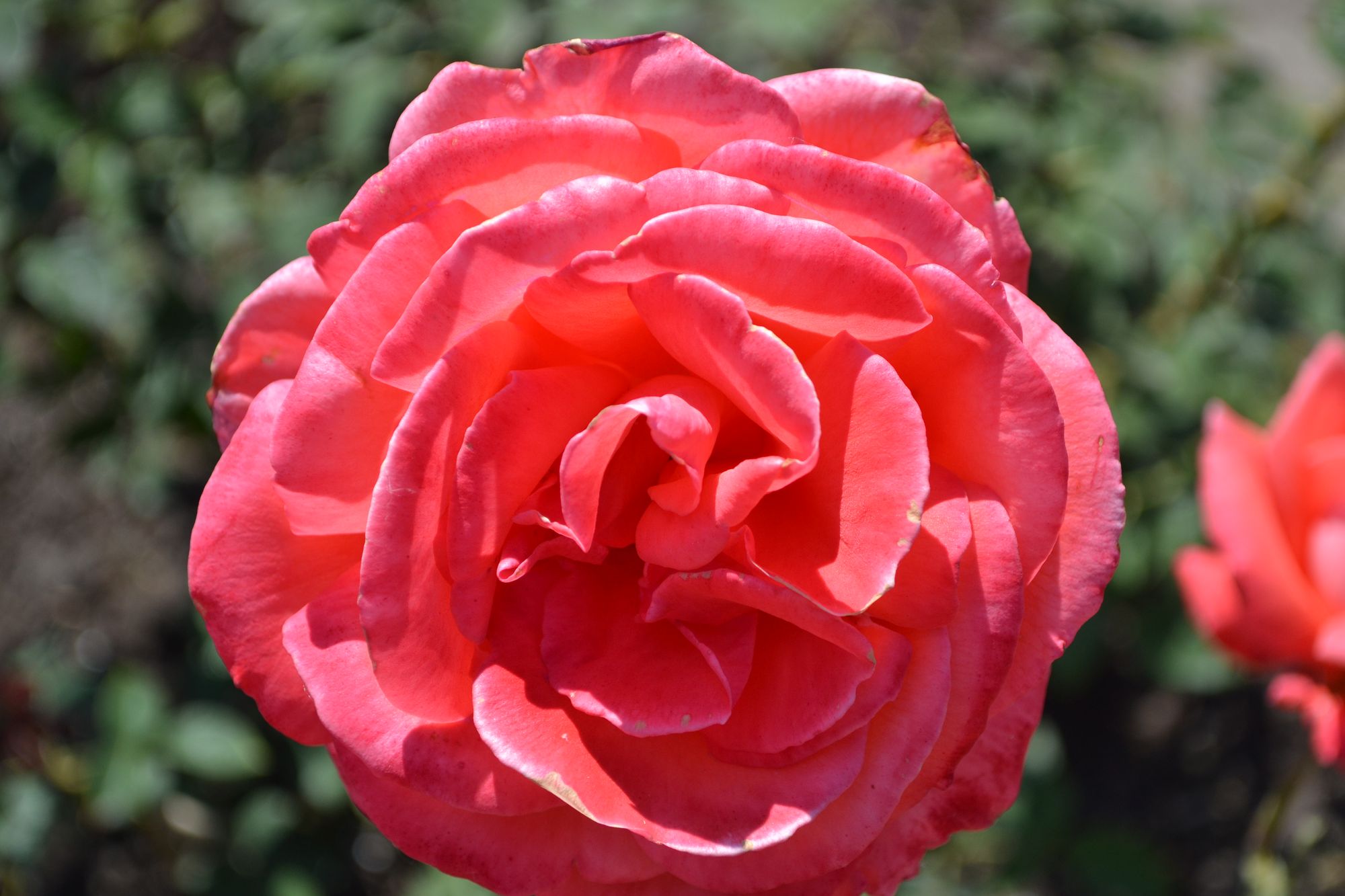 Rožė 'Super Star' (Rosa)