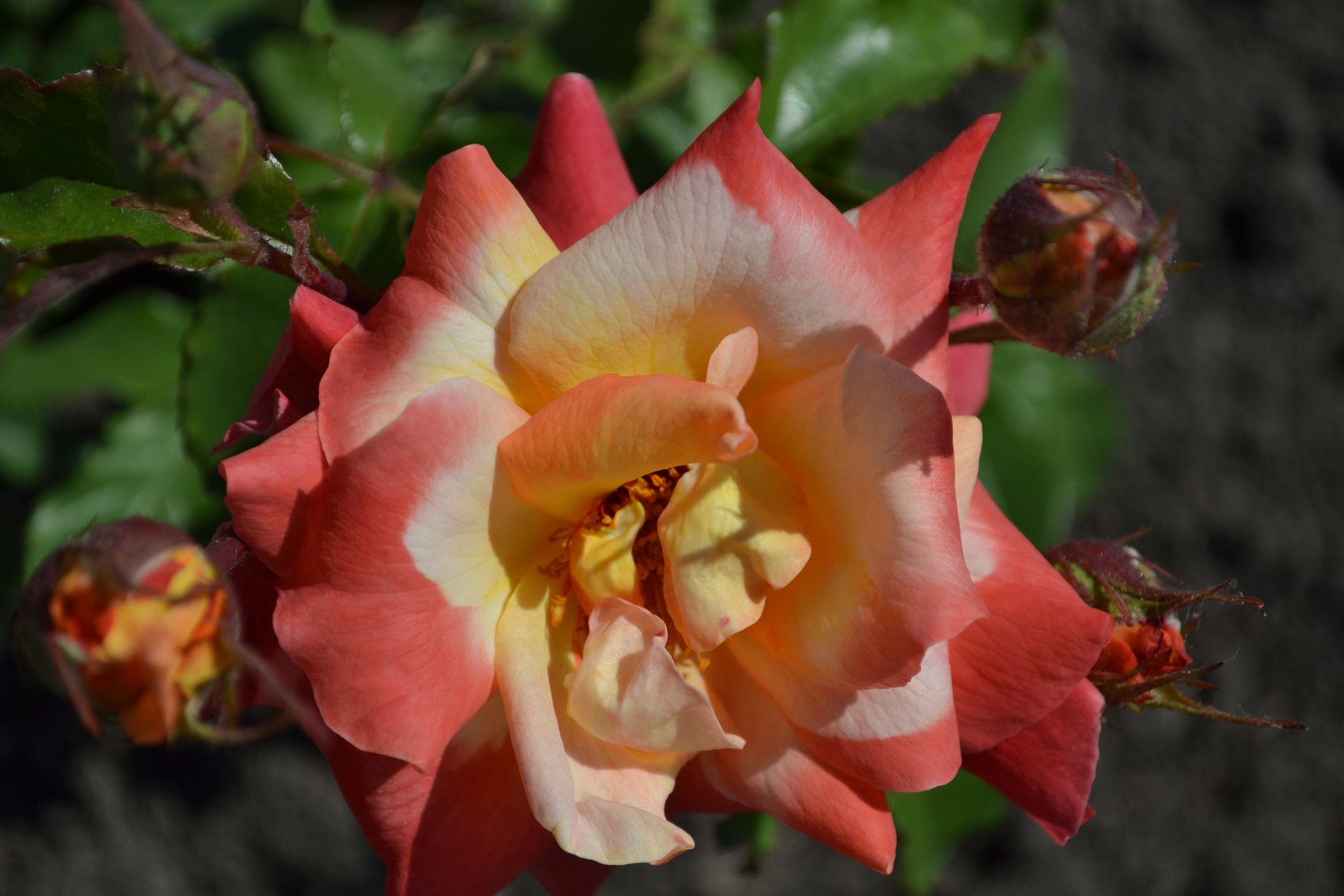 Rožė 'Shiralee' (Rožė)