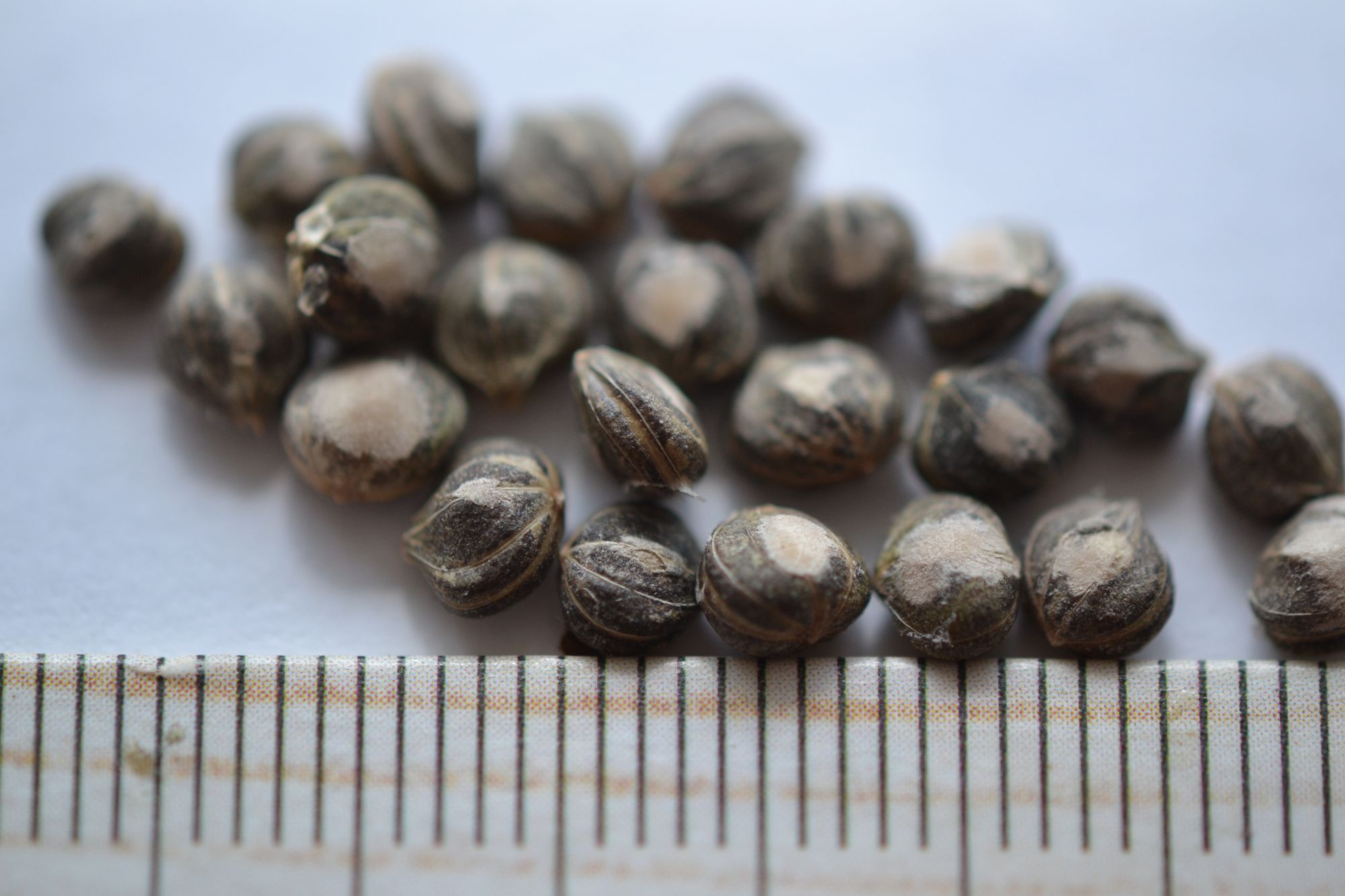 Baltoji sedula 'Spaethii' (Cornus alba)