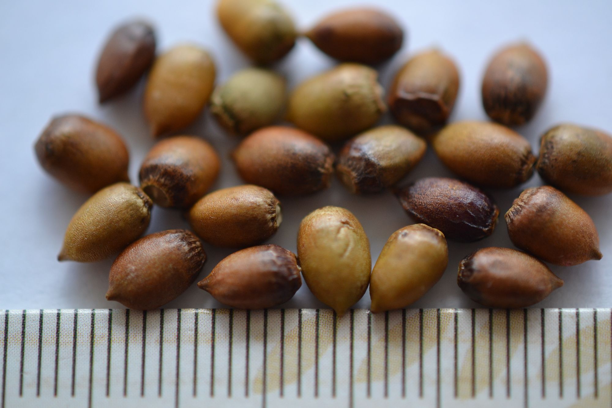 Europinis kukmedis 'Summergold' (Taxus baccata)
