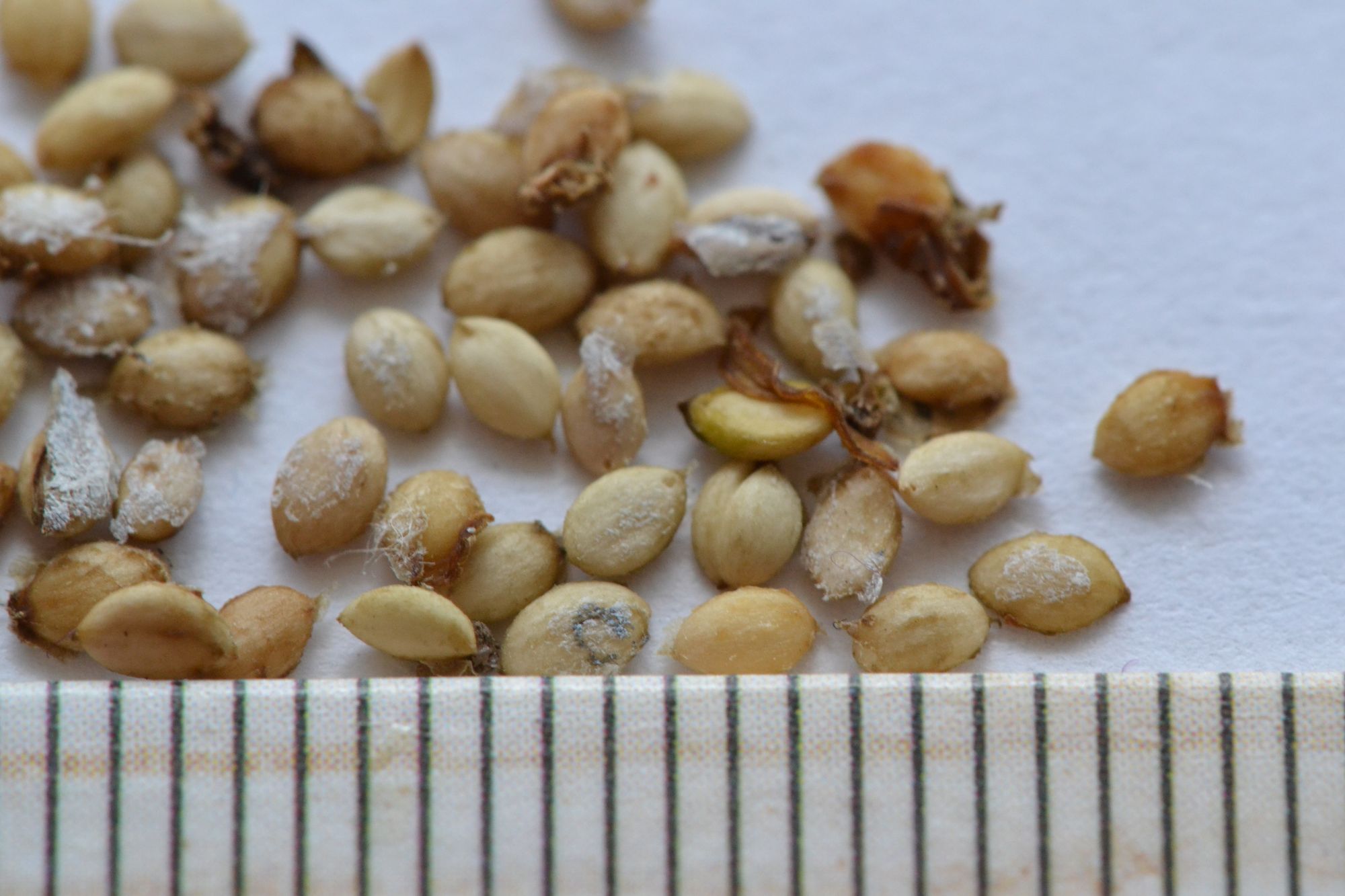 Dorenboso meškytė 'Amethyst' (Symphoricarpos x doorenbosii)