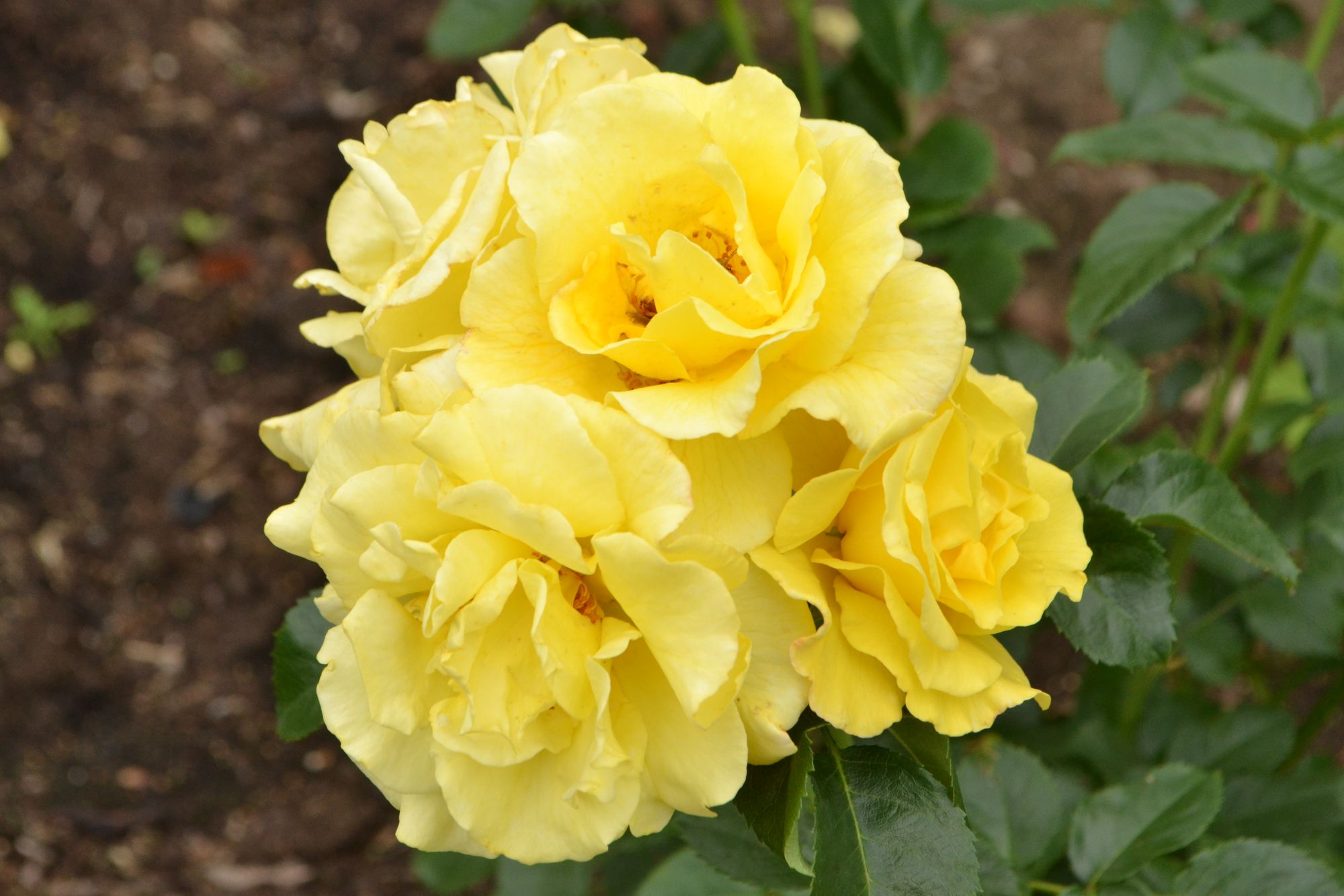 Rožė 'Lichtkonigin Lucia' (Rosa)