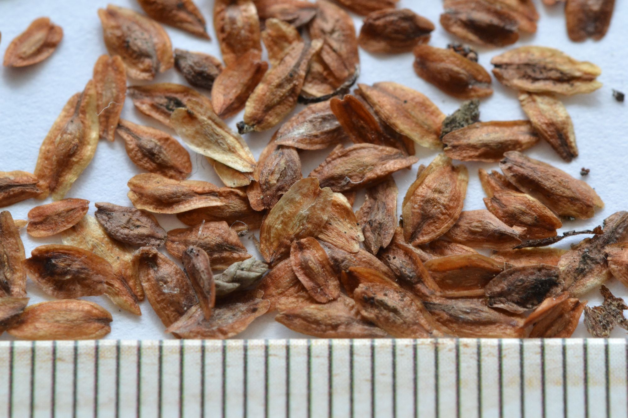 Vakarinė tuja 'Dumosa' (Thuja occidentalis)