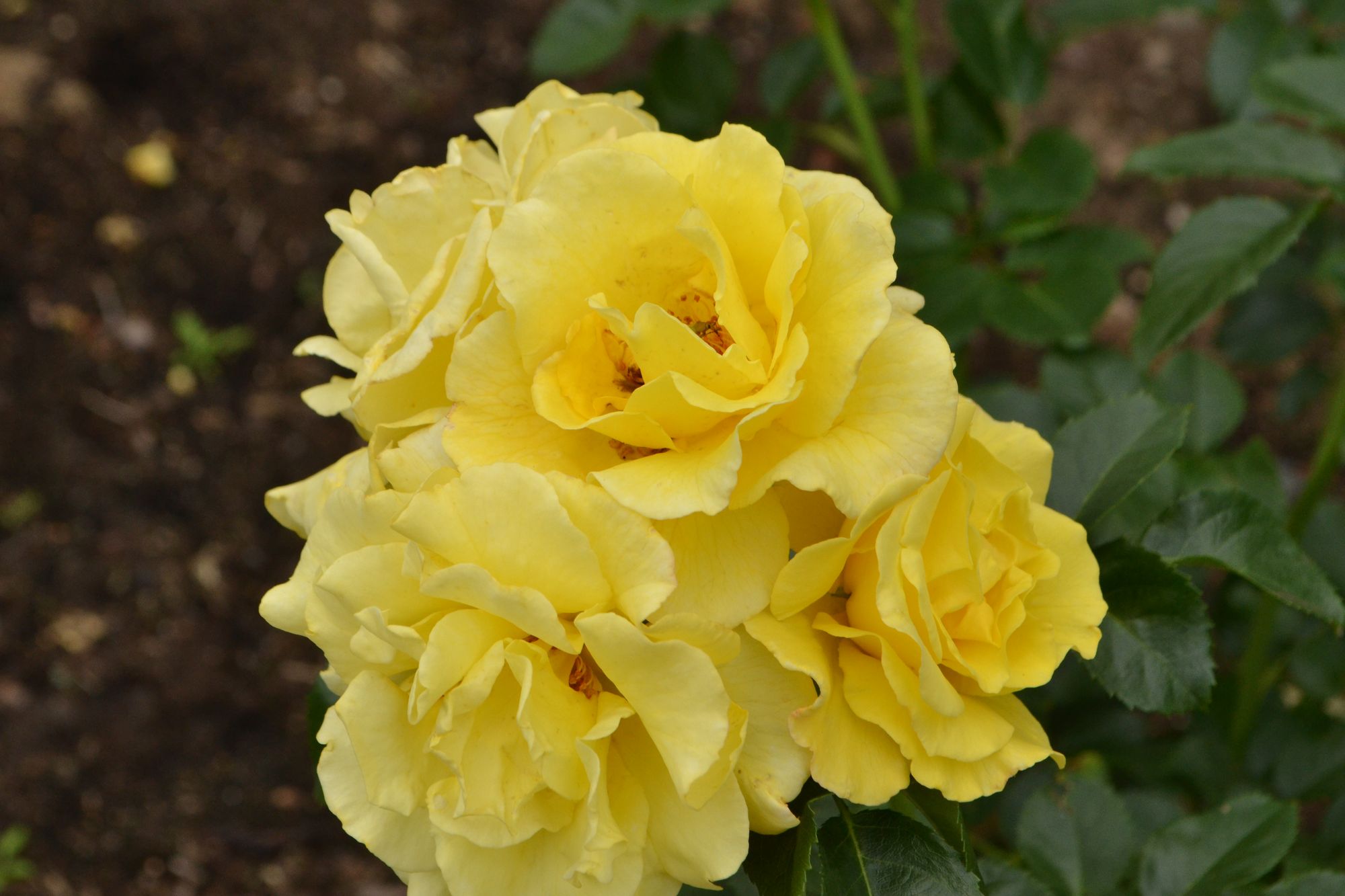 Rožė 'Lichtkonigin Lucia' (Rosa)