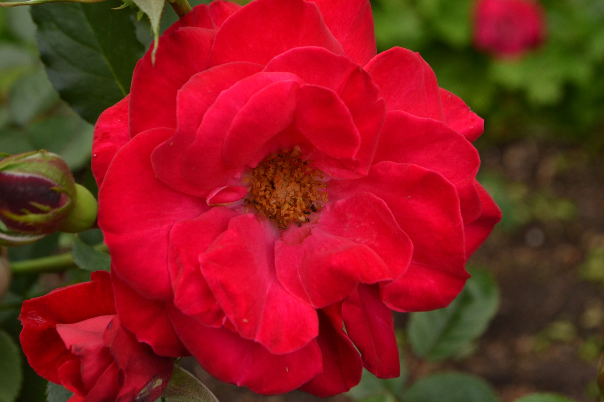 Rožė 'Shalom' (Rosa)