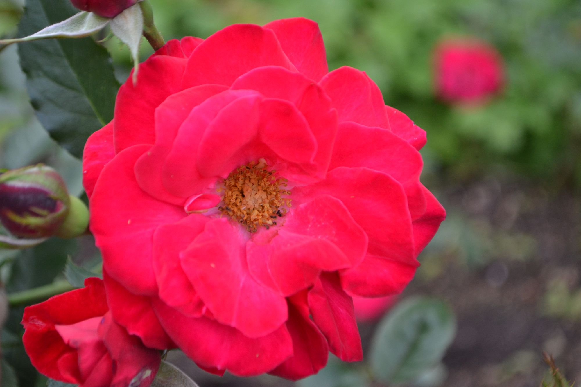 Rožė 'Shalom' (Rosa)