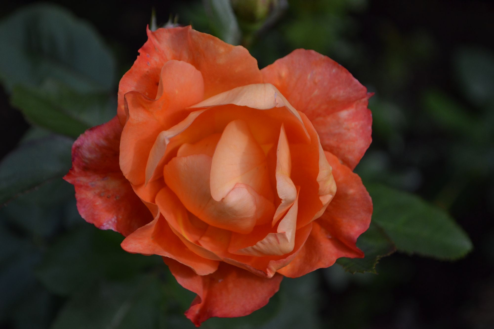 Rožė 'Westerland' (Rosa)