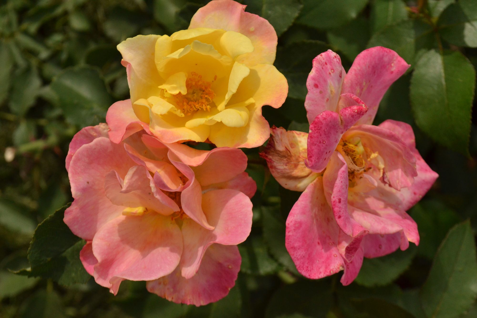 Rožė 'Sekel' (Rosa)