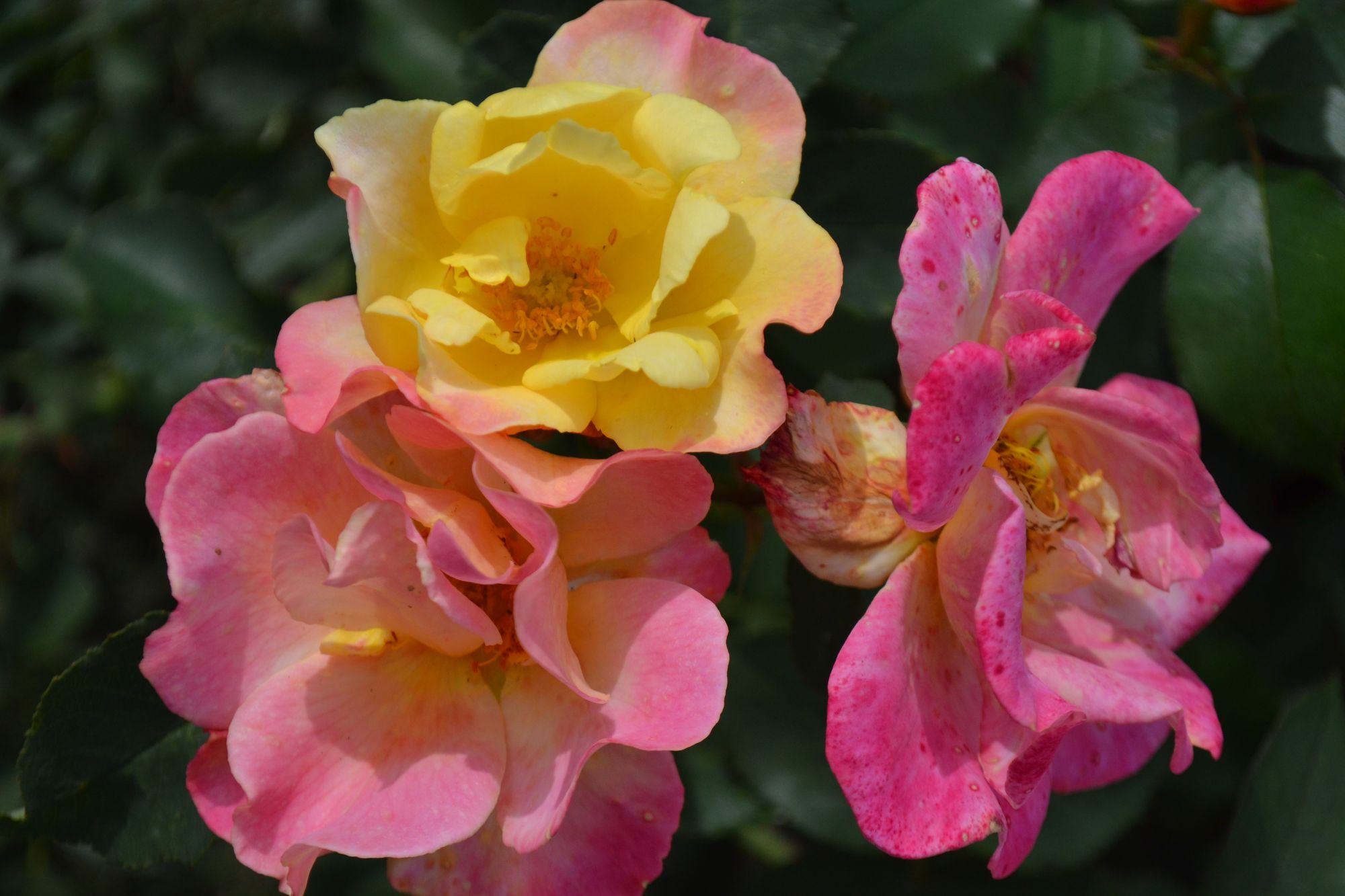 Rožė 'Sekel' (Rosa)