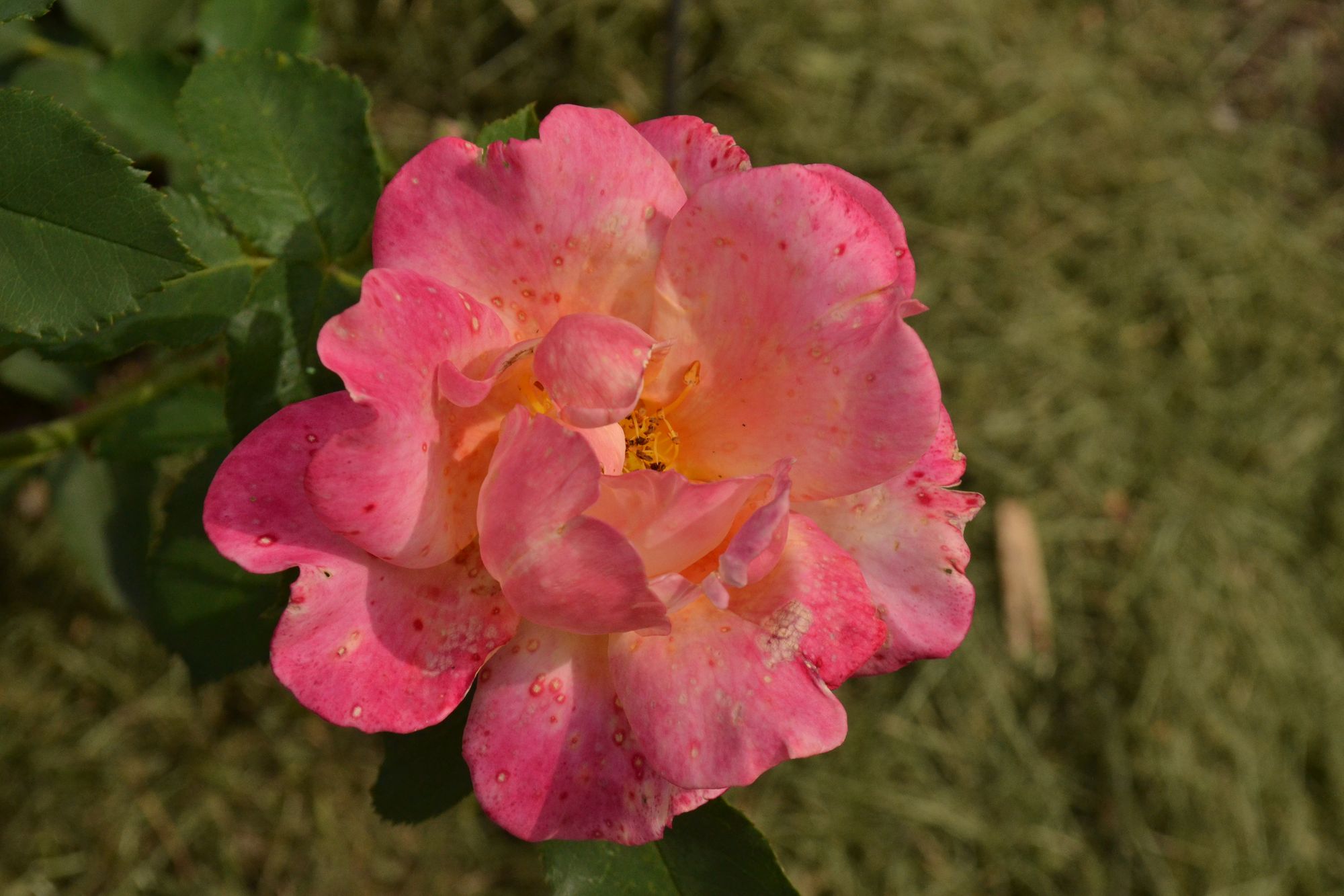 Rožė 'Sekel' (Rosa)