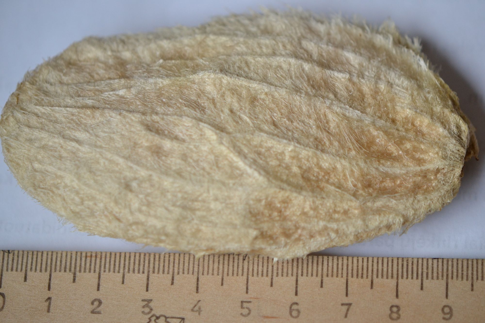 Indinis mangas (Mangifera indica)