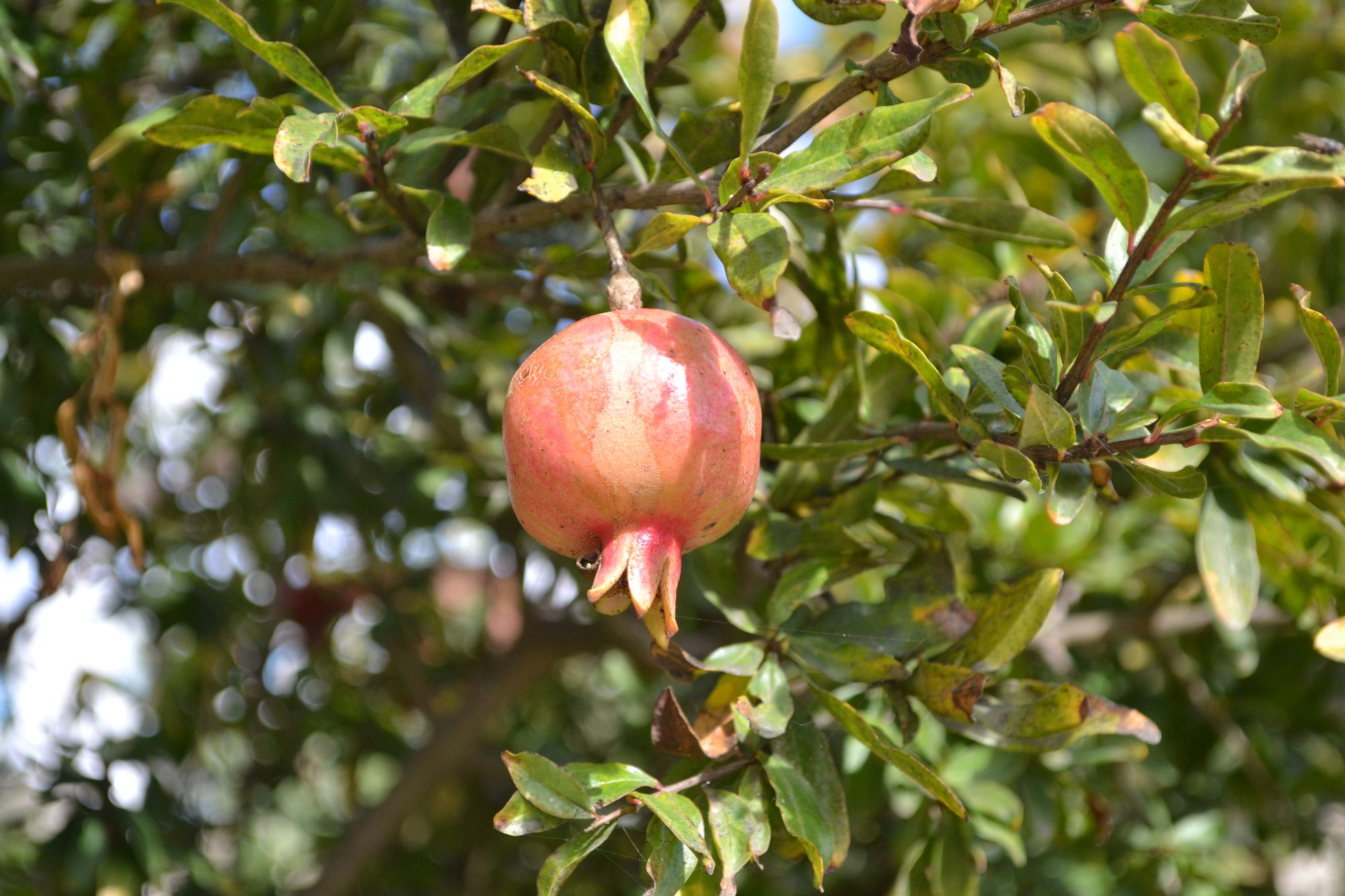 Paprastasis granatmedis (Punica granatum)