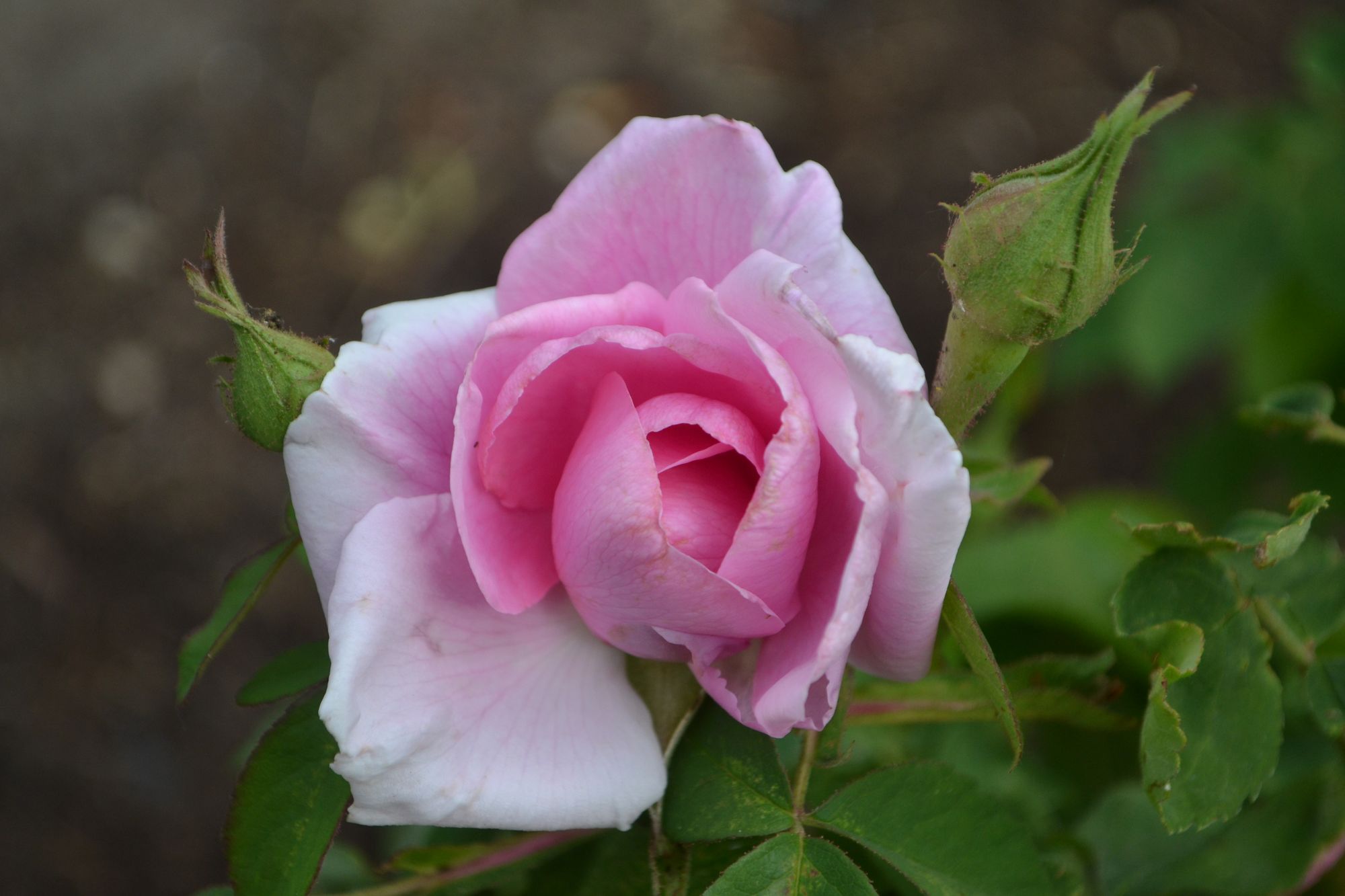 Rožė 'Madame Knorr' (Rosa)