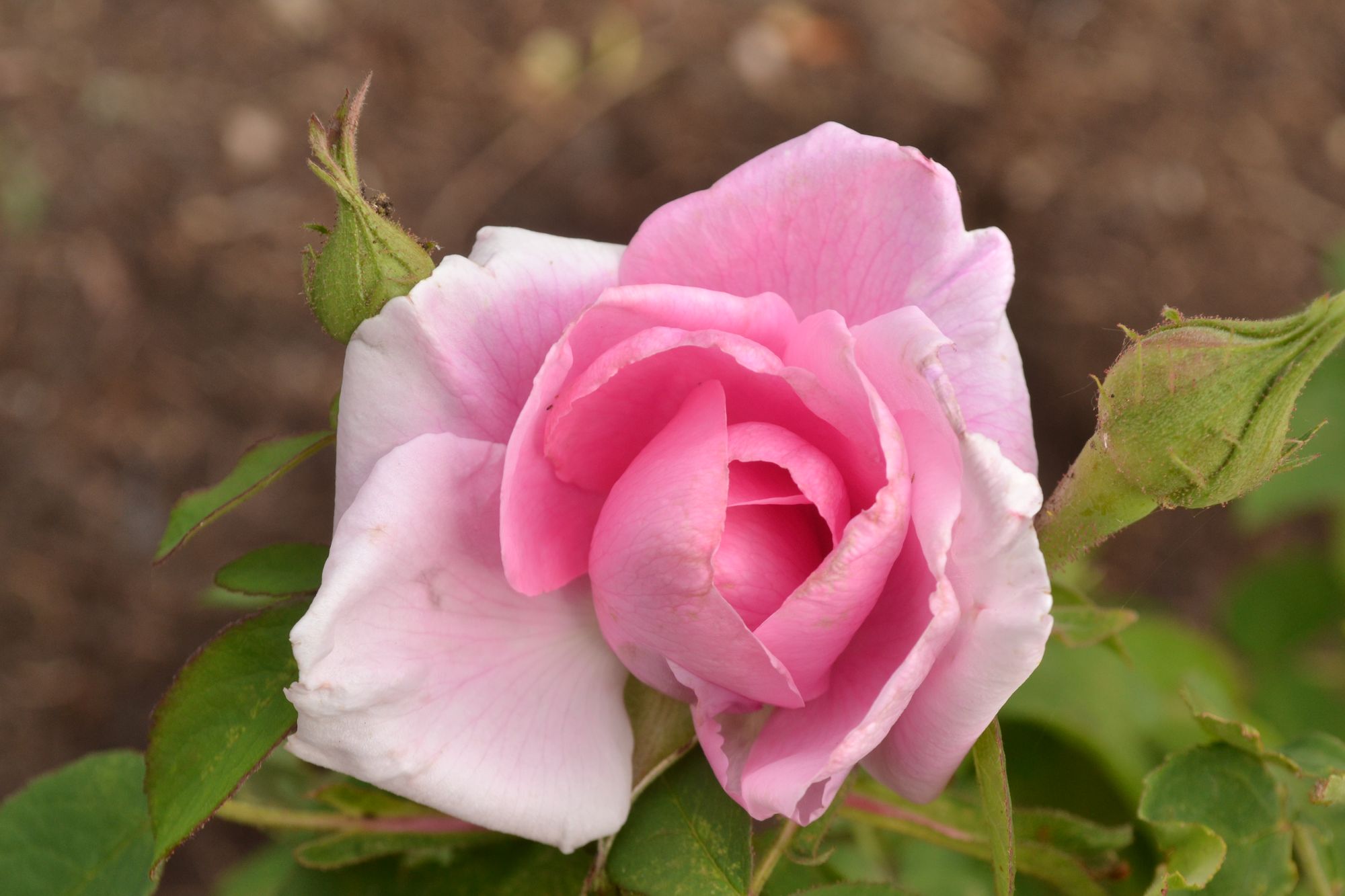 Rožė 'Madame Knorr' (Rosa)