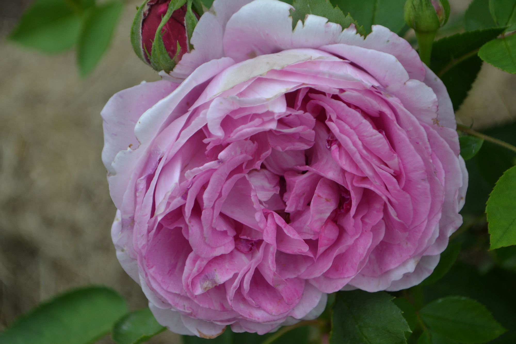 Rožė 'Vick's Caprice' (Rosa)