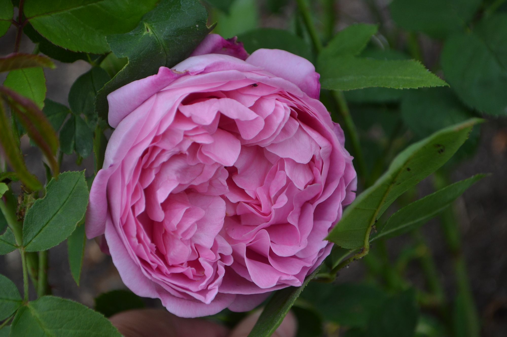 Rožė 'Mary Rose' (Rosa)