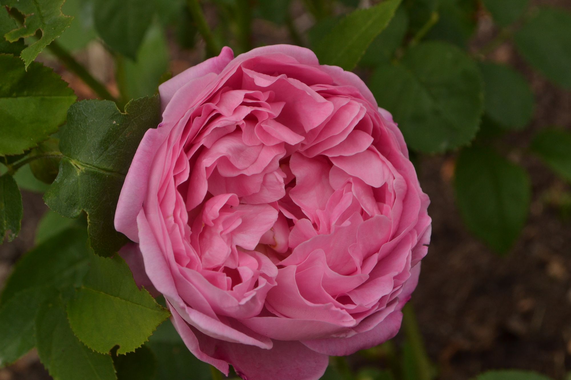 Rožė 'Mary Rose' (Rosa)