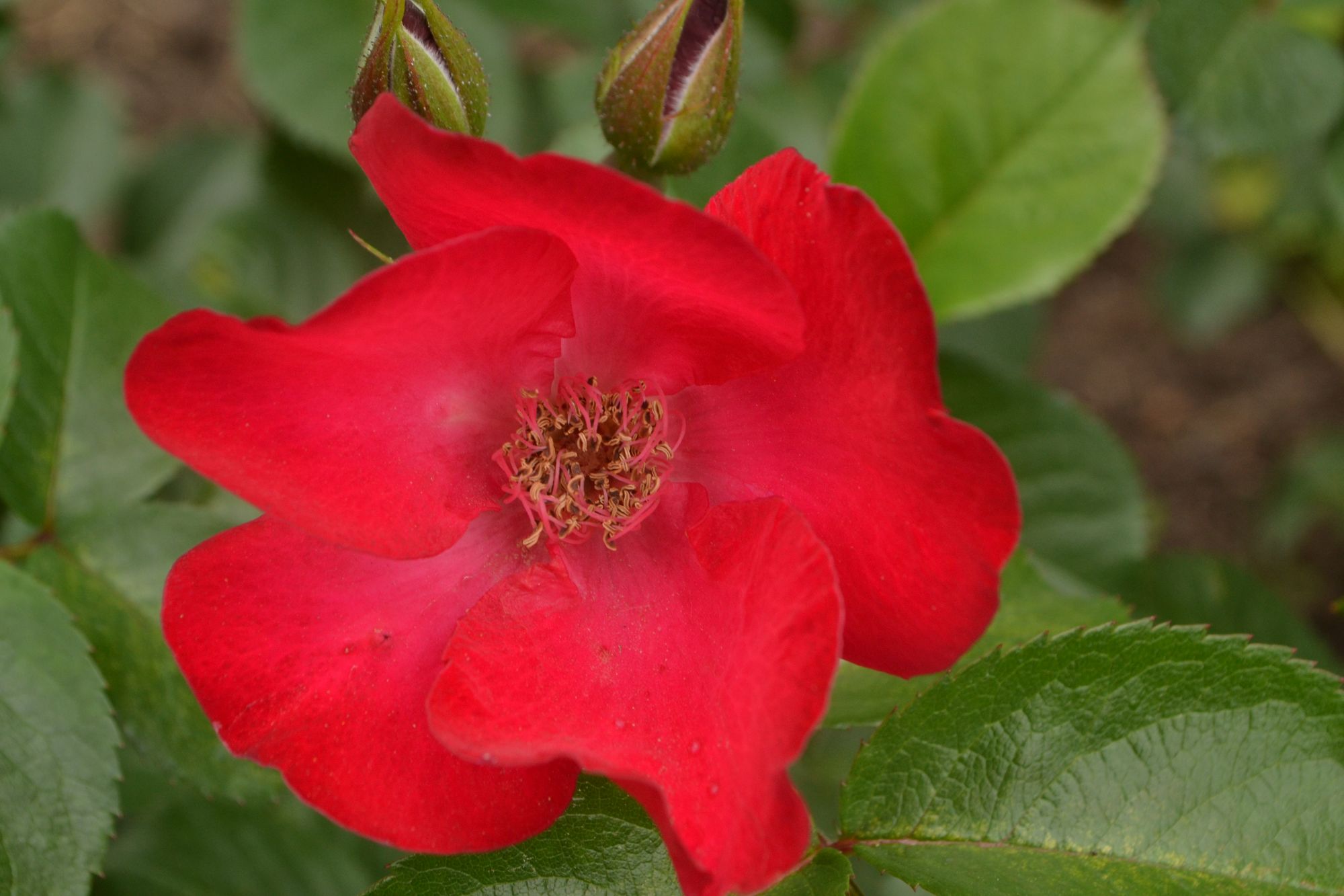 Rožė 'Robusta' (Rosa)