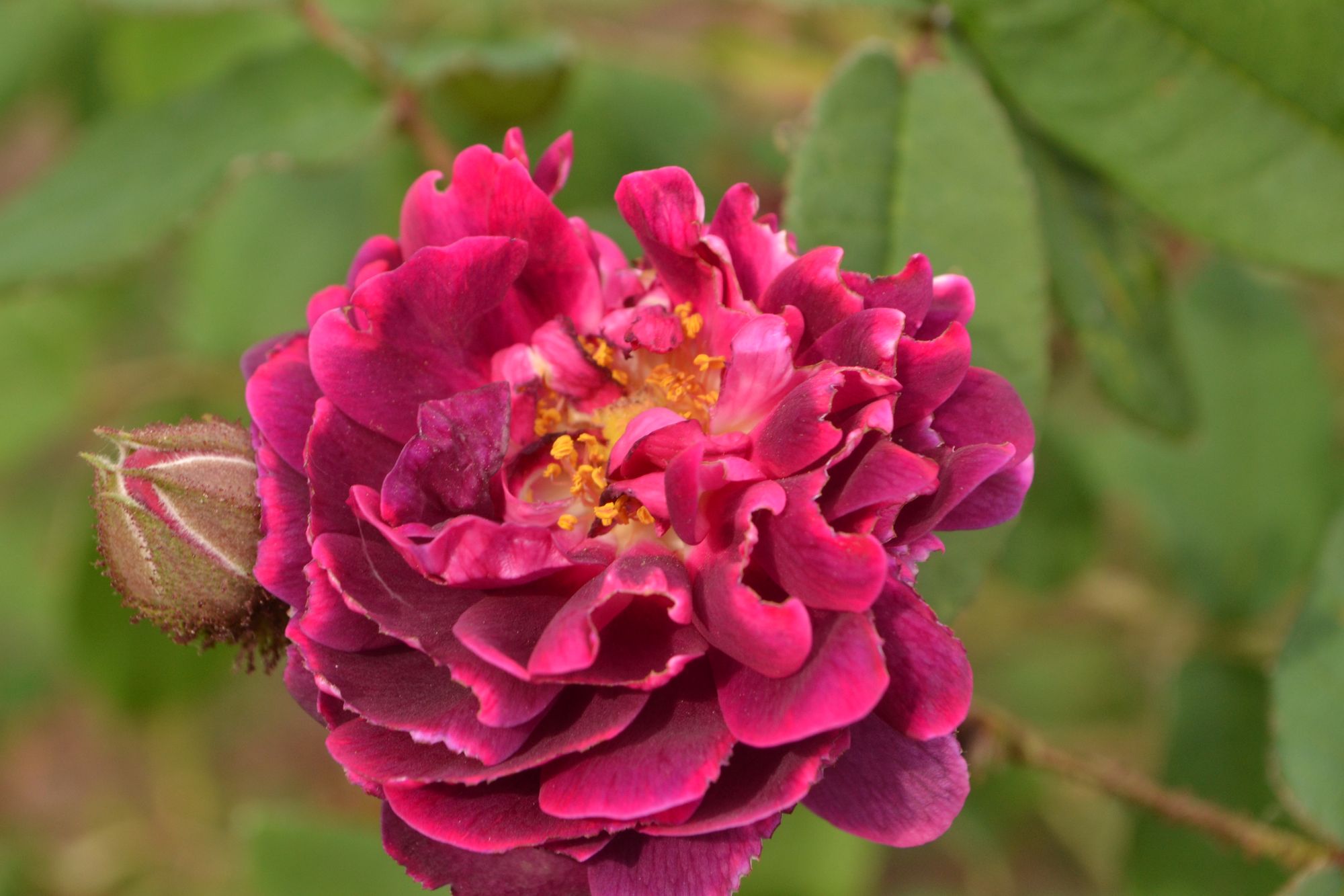 Rožė 'Nuits de Young' (Rosa)