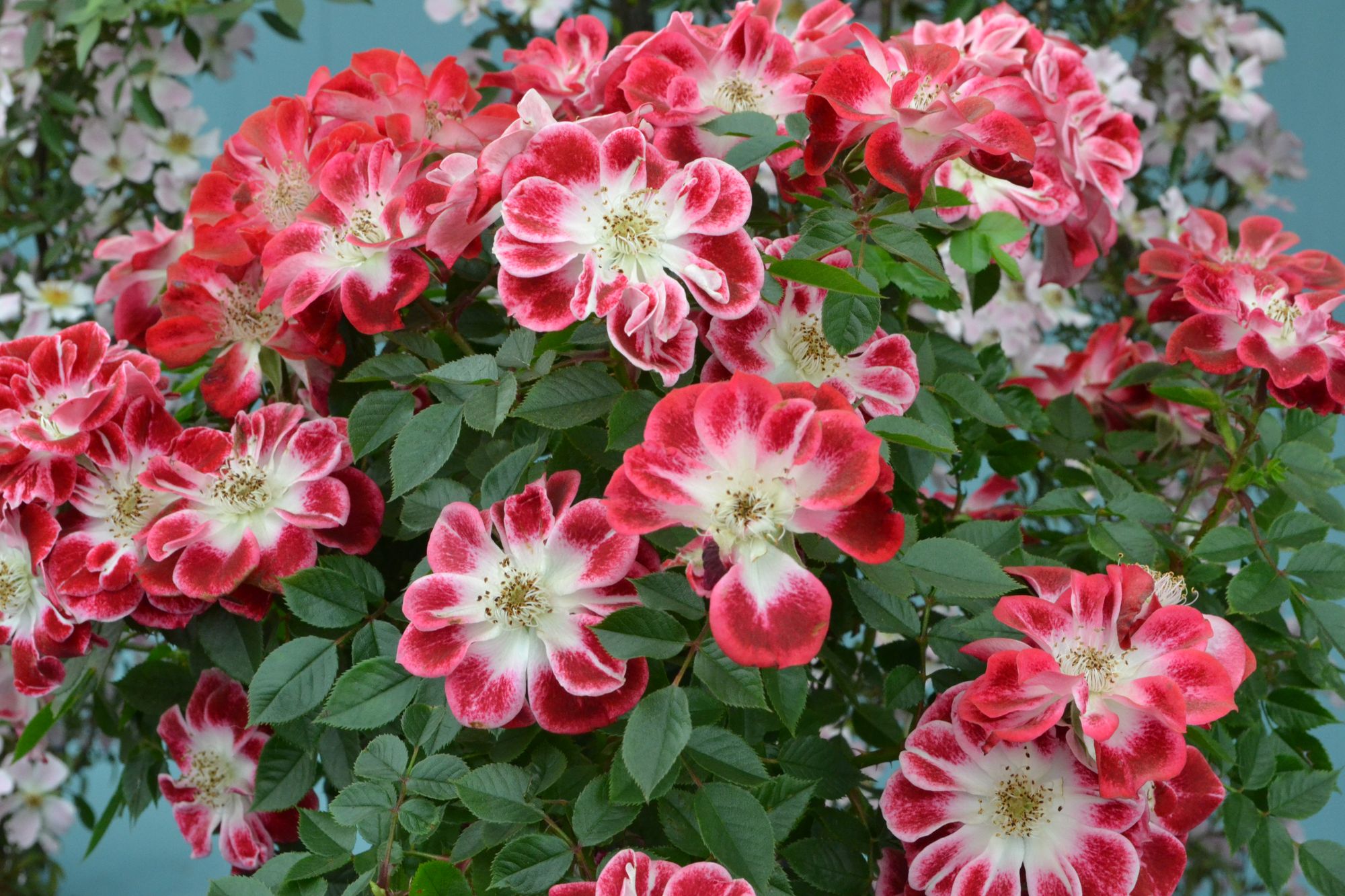 Rožė 'Wonderful News' (Rosa)