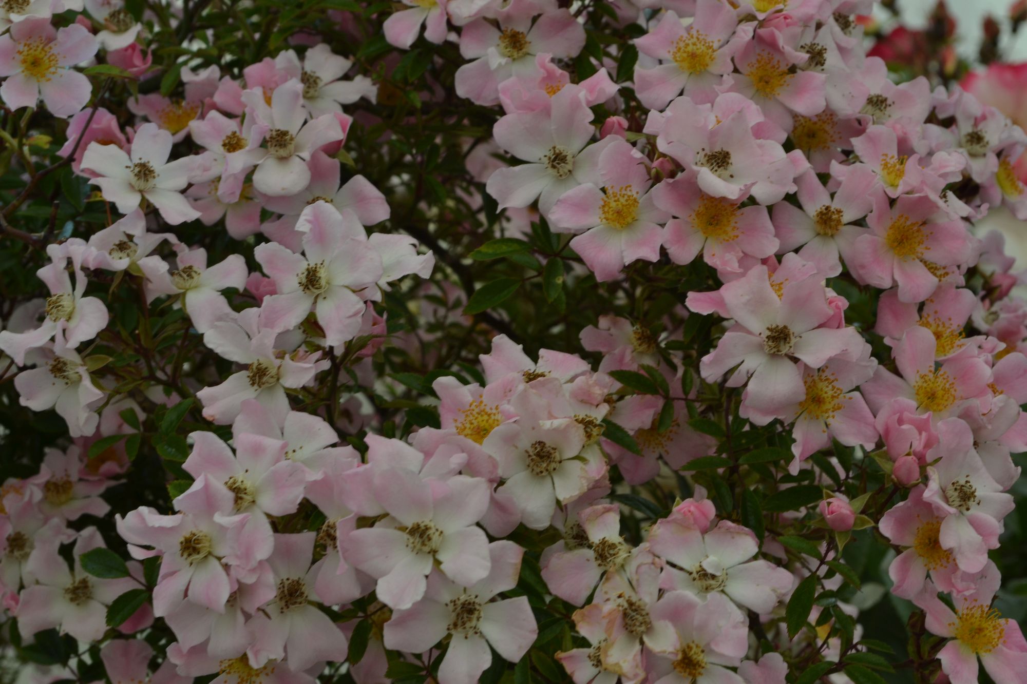 Rožė 'Nozomi' (Rosa)