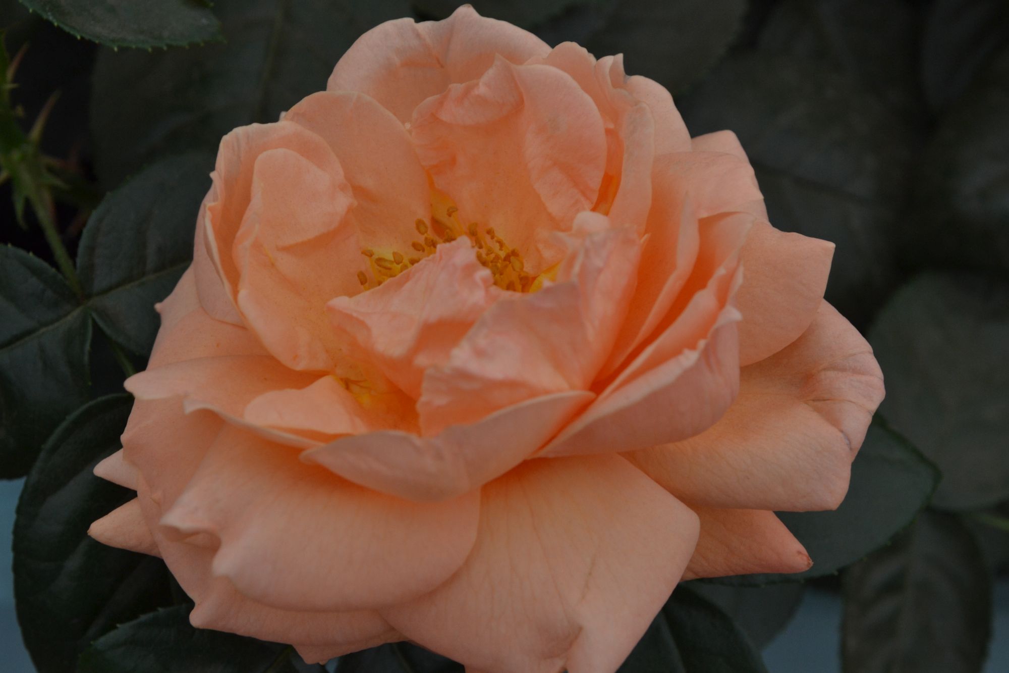 Rožė 'Lady Marmalade' (Rosa)