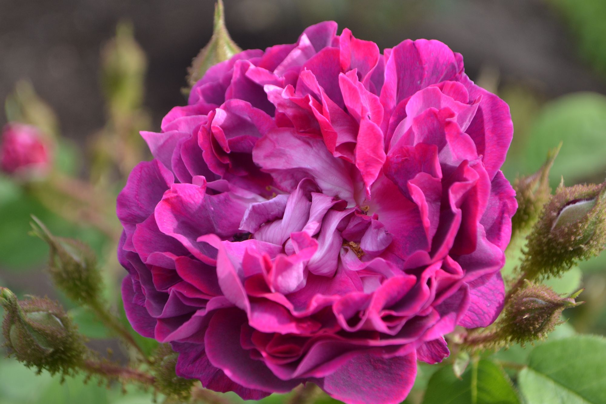 Rožė 'William Lobb' (Rosa)