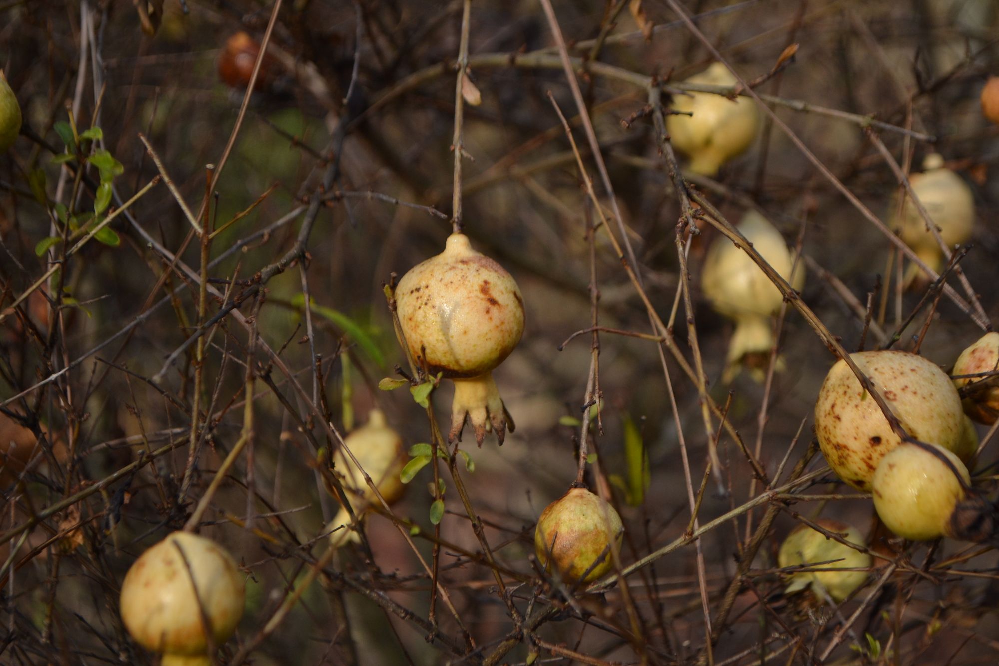 Paprastasis granatmedis 'Hazel Hyde' (Punica granatum)