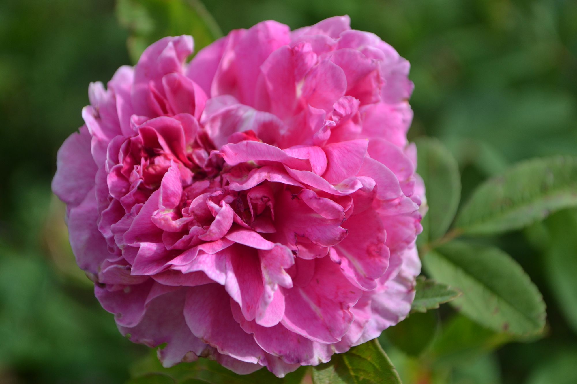 Rožė 'Therese Bugnet' (Rosa)