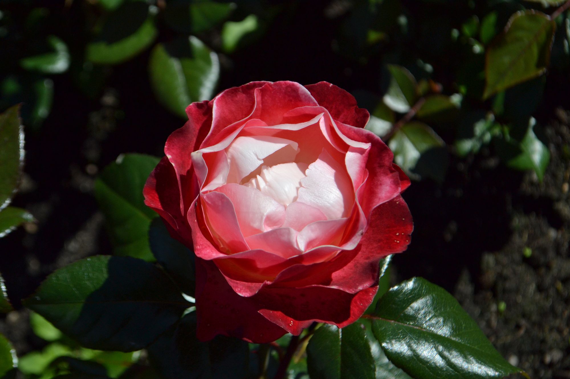 Rožė 'Nostalgia' (Rosa)