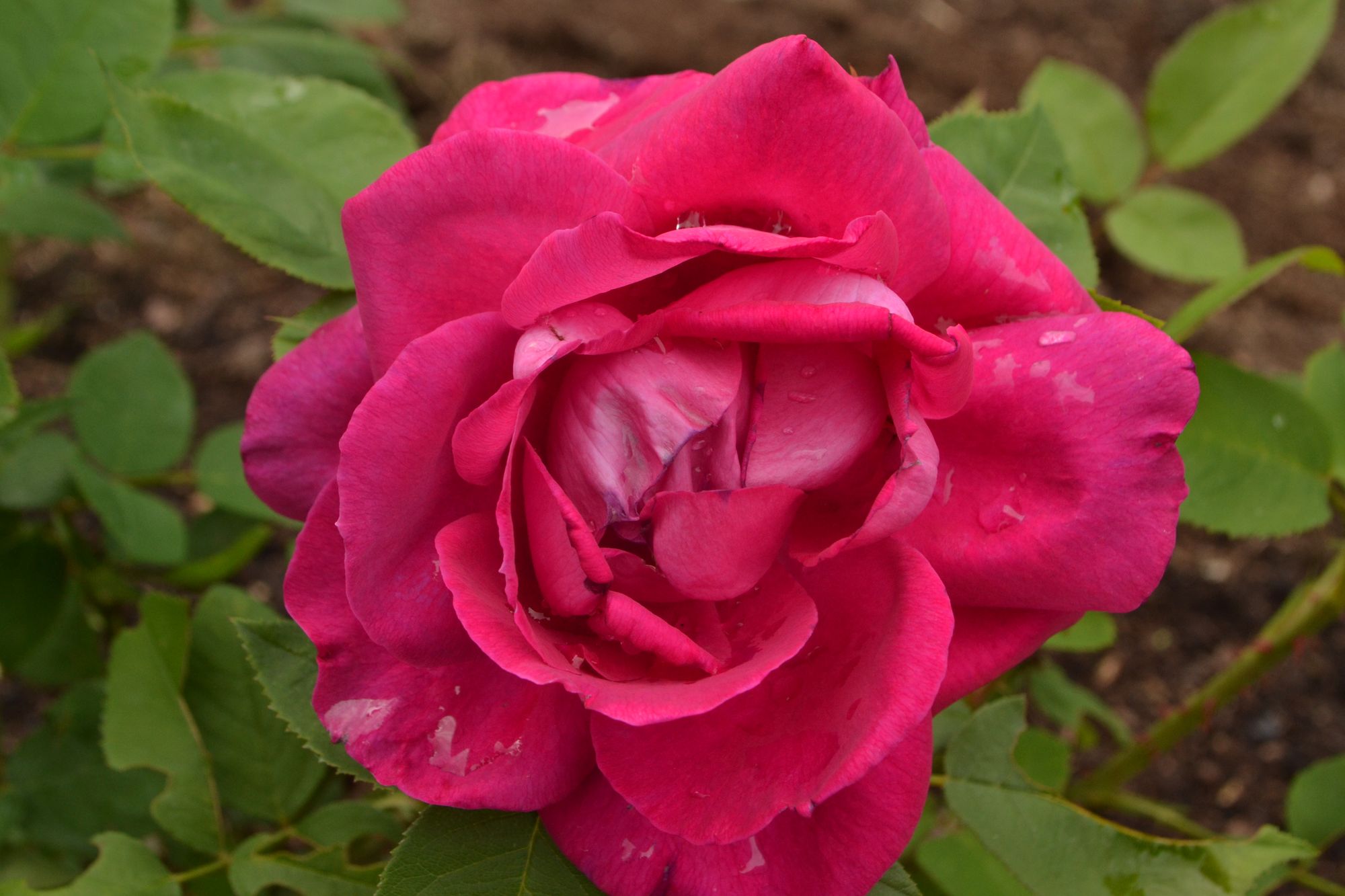 Rožė 'Victor Verdier' (Rosa)