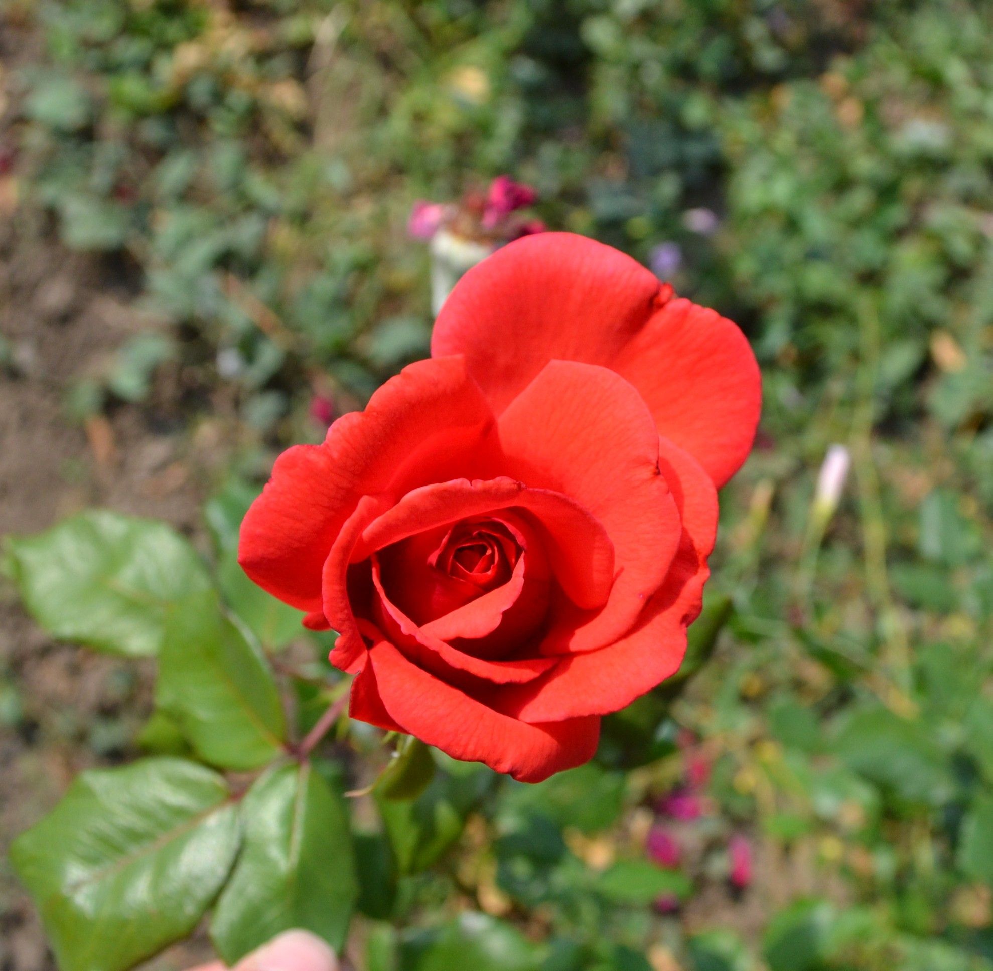 Rožė 'Romstar' (Rosa)