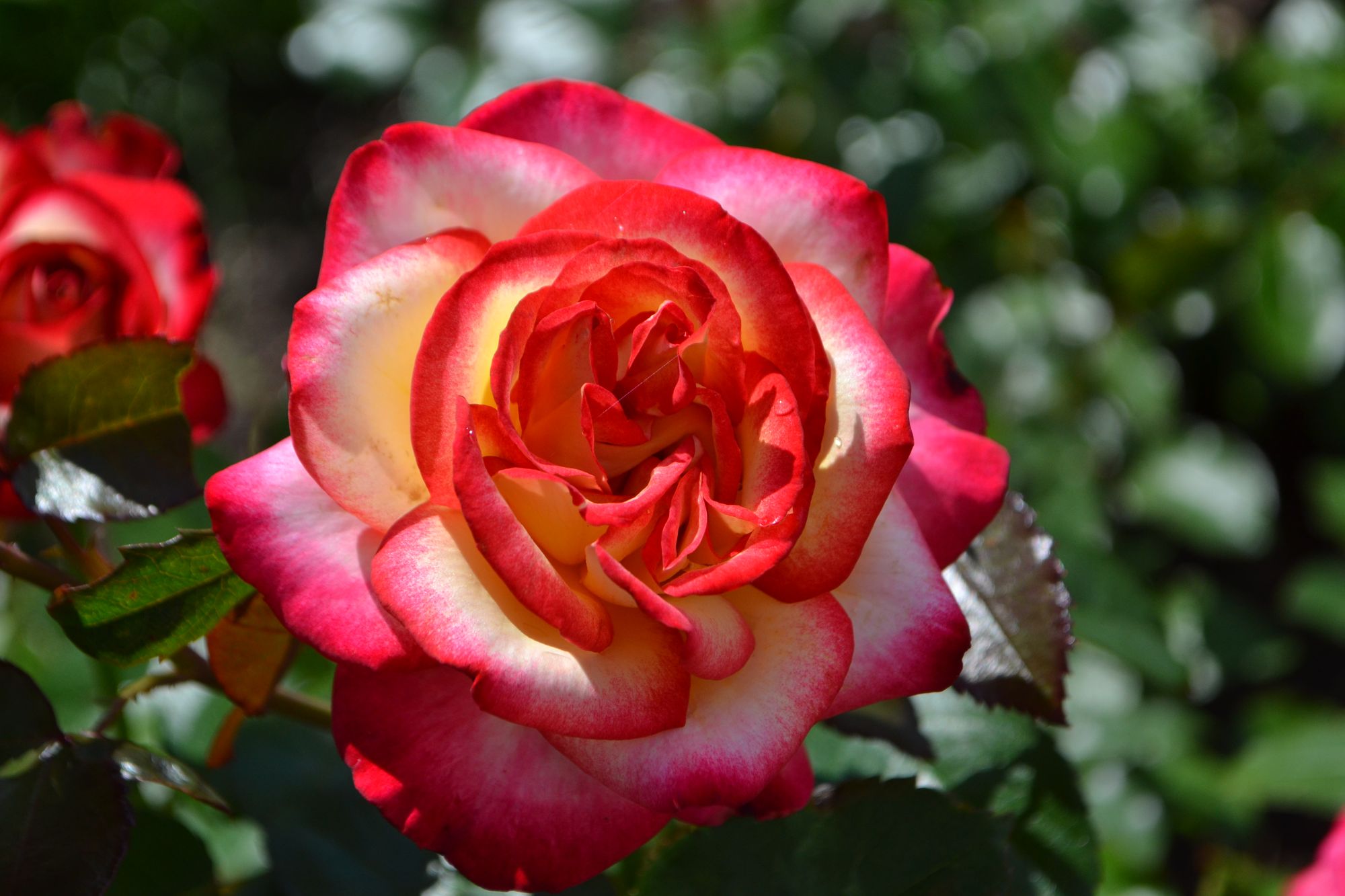 Rožė 'Leo Ferre' (Rosa)