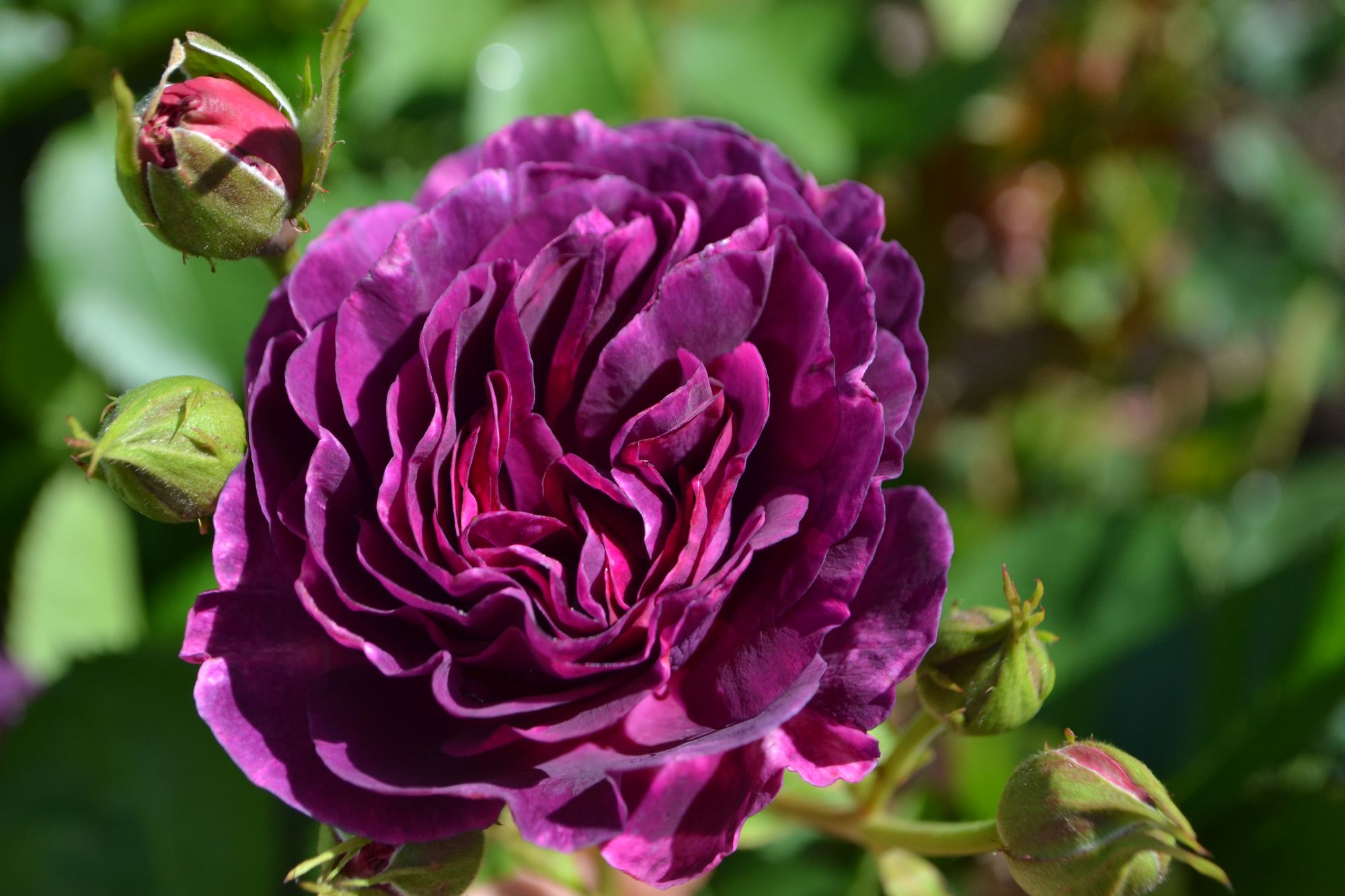 Rožė 'Minerva' (Rosa)