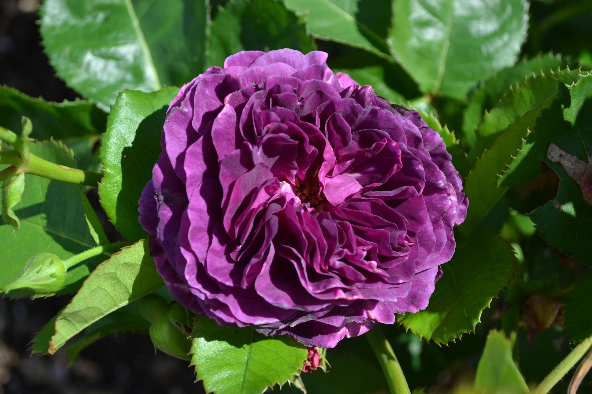 Rožė 'Minerva' (Rosa)