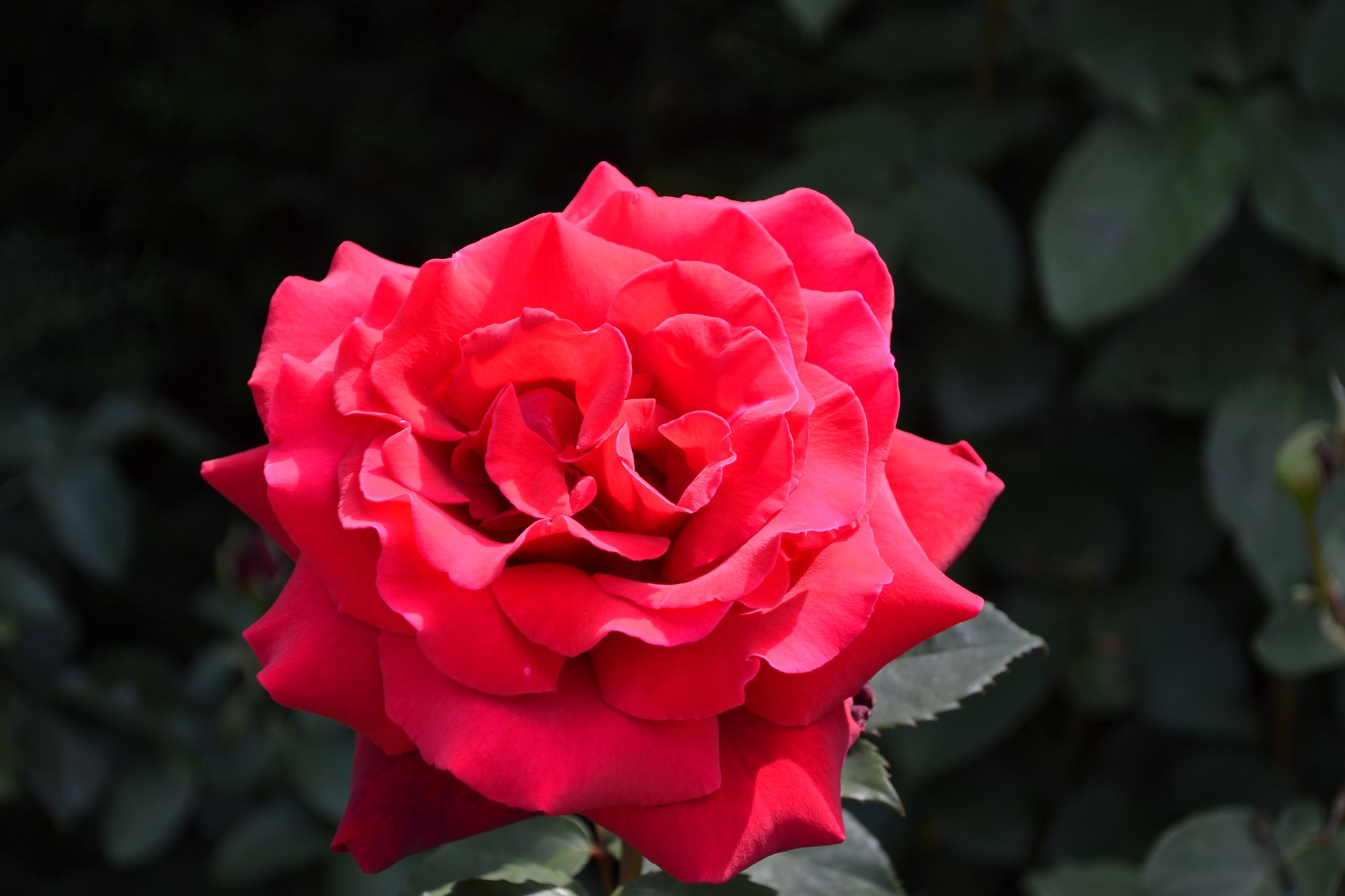 Rožė 'Royal William' (Rosa)