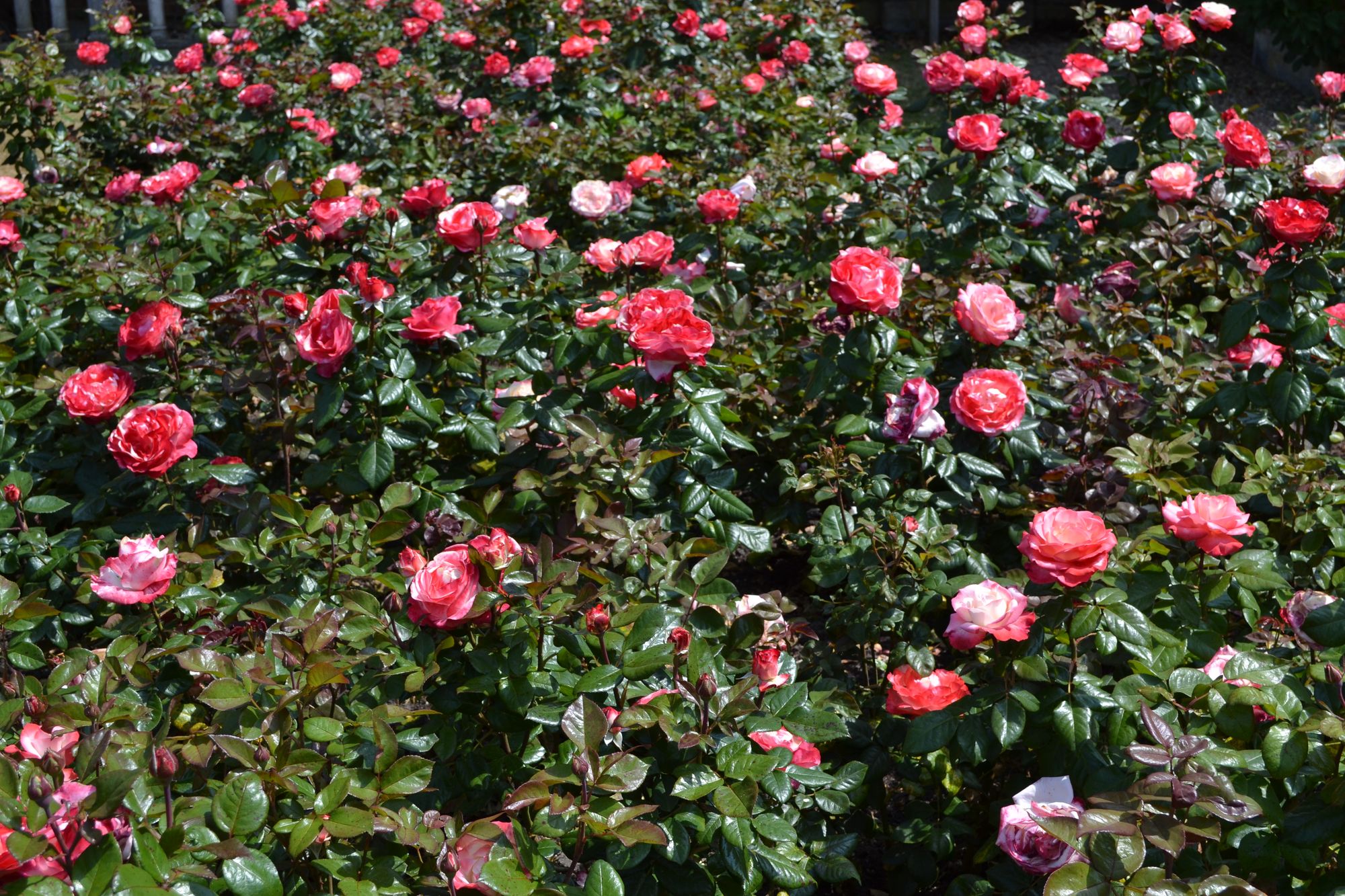 Rožė 'Nostalgia' (Rosa)