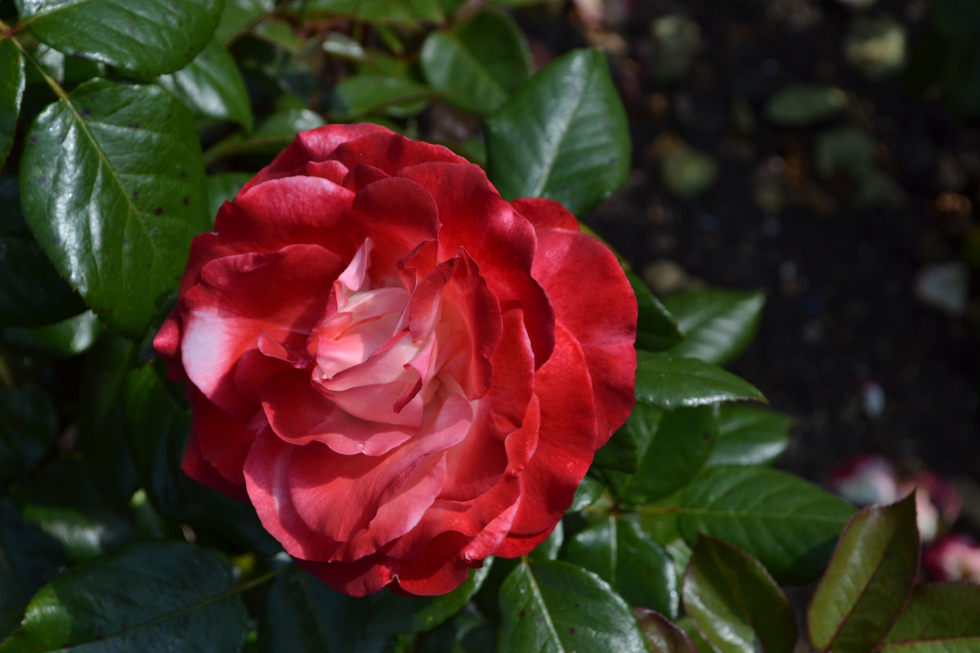 Rožė 'Nostalgia' (Rosa)