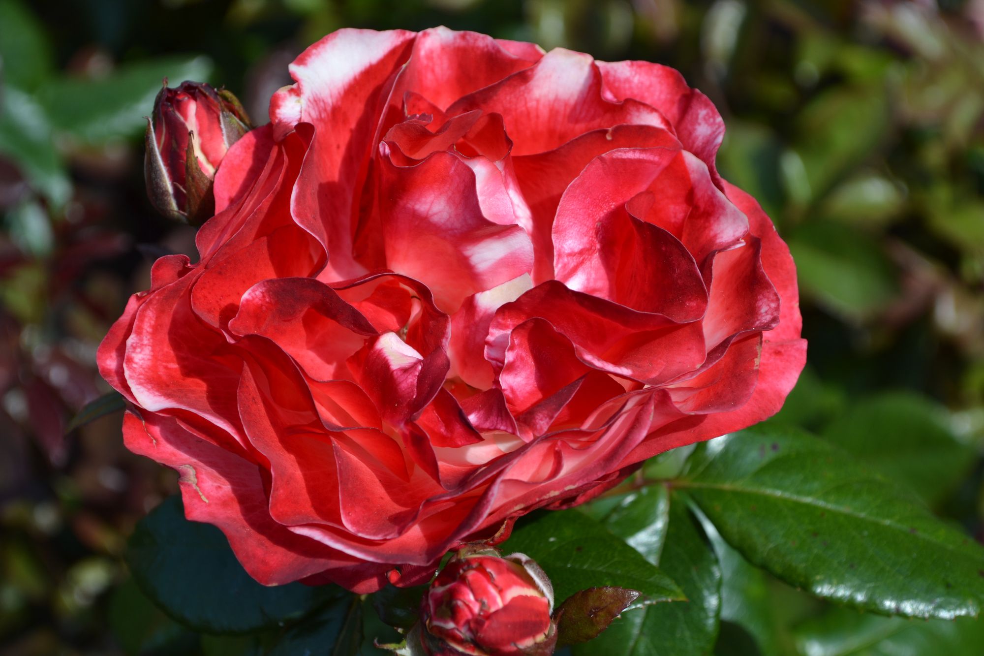 Rožė 'Nostalgia' (Rosa)