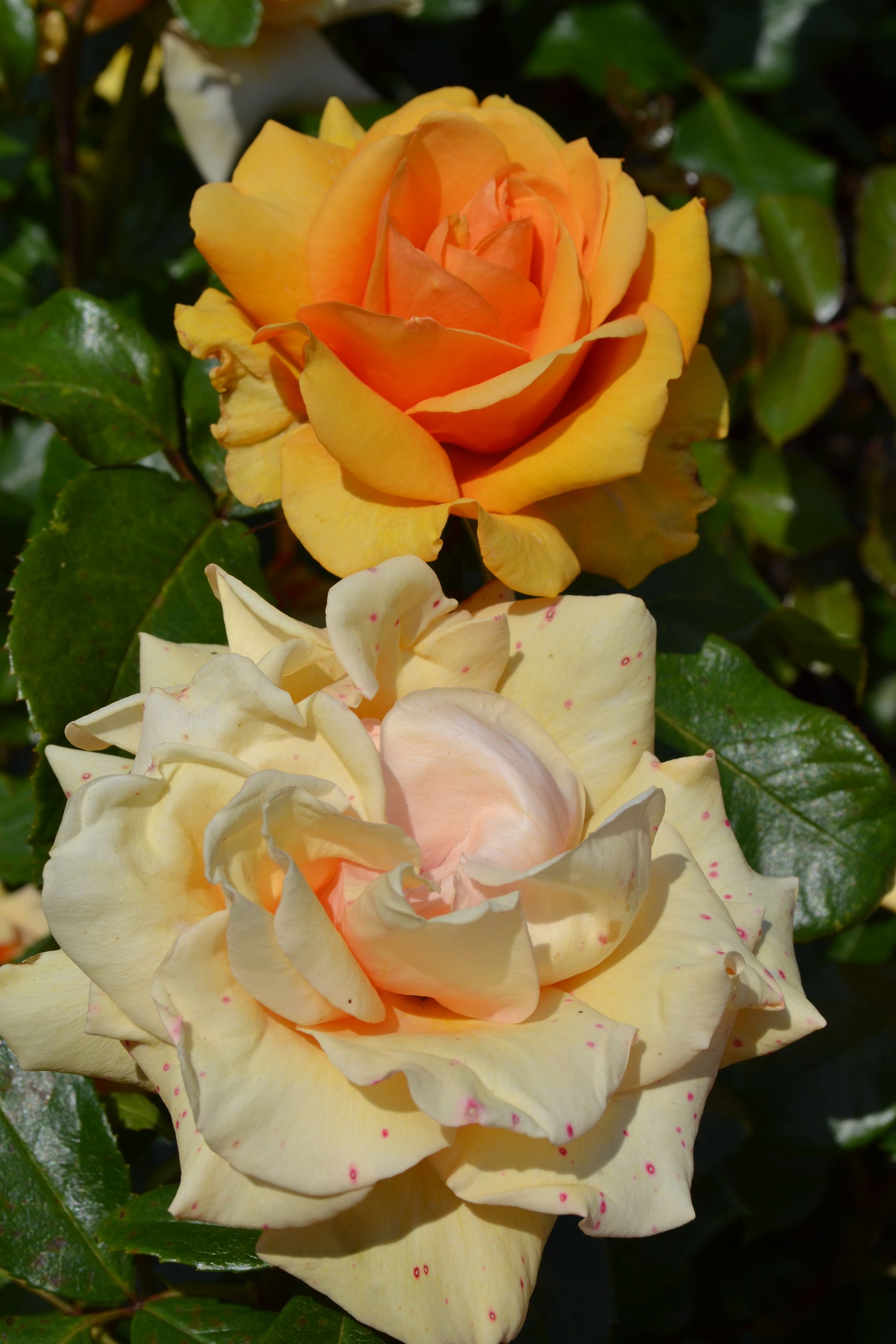 Rožė 'Simply the Best' (Rosa)