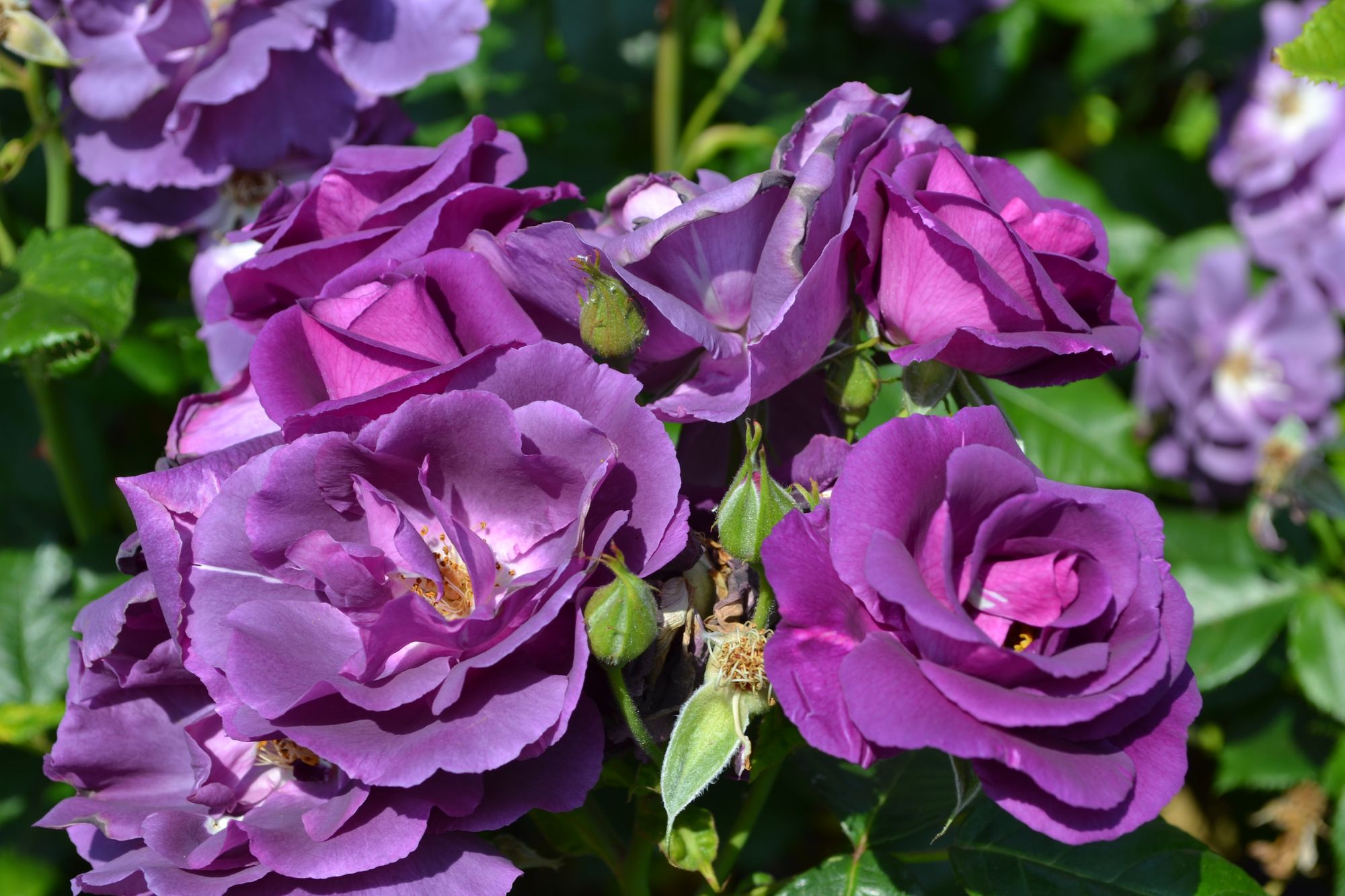 Rožė 'Rhapsody in Blue' (Rosa)