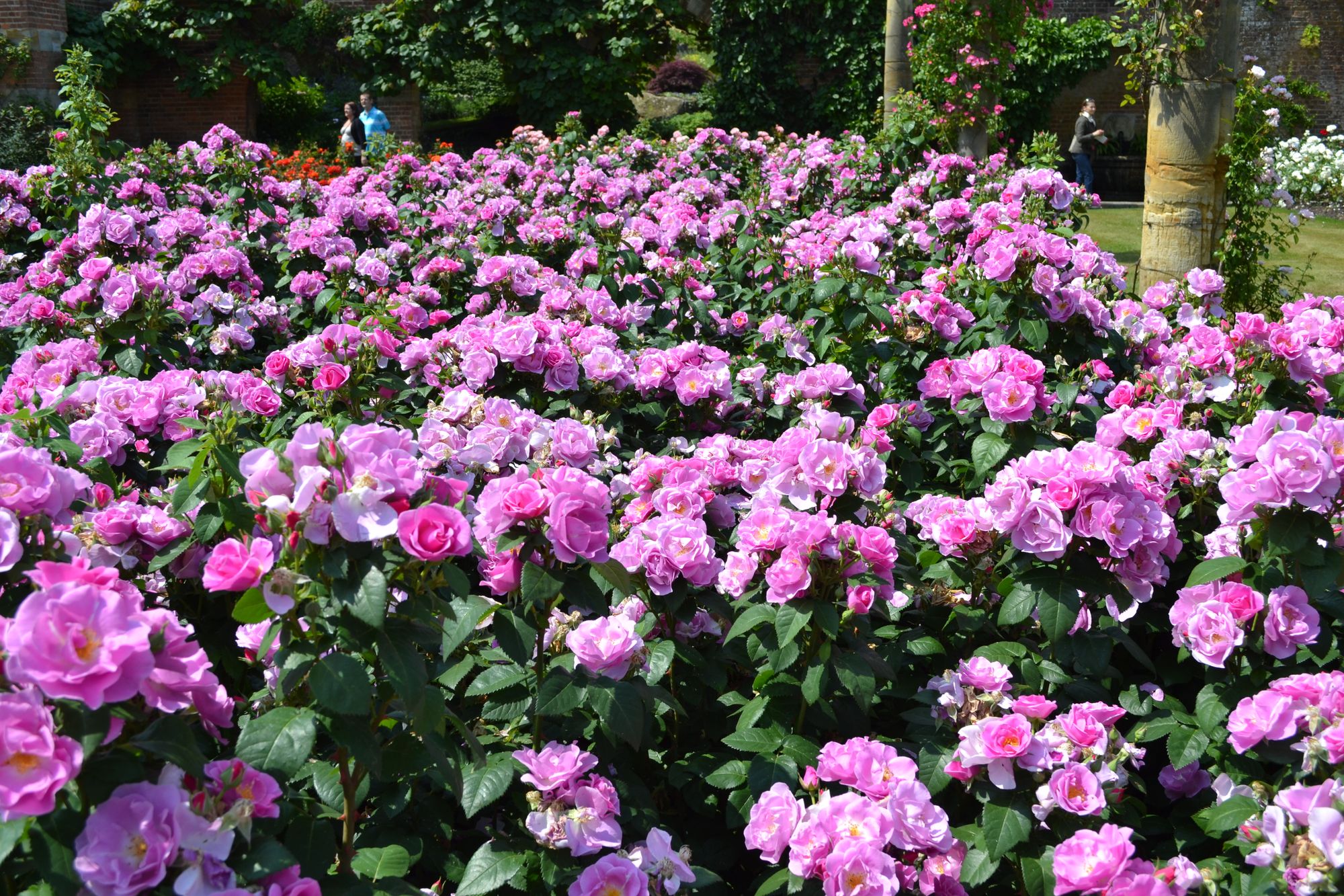 Rožė 'Lucky' (Rosa)