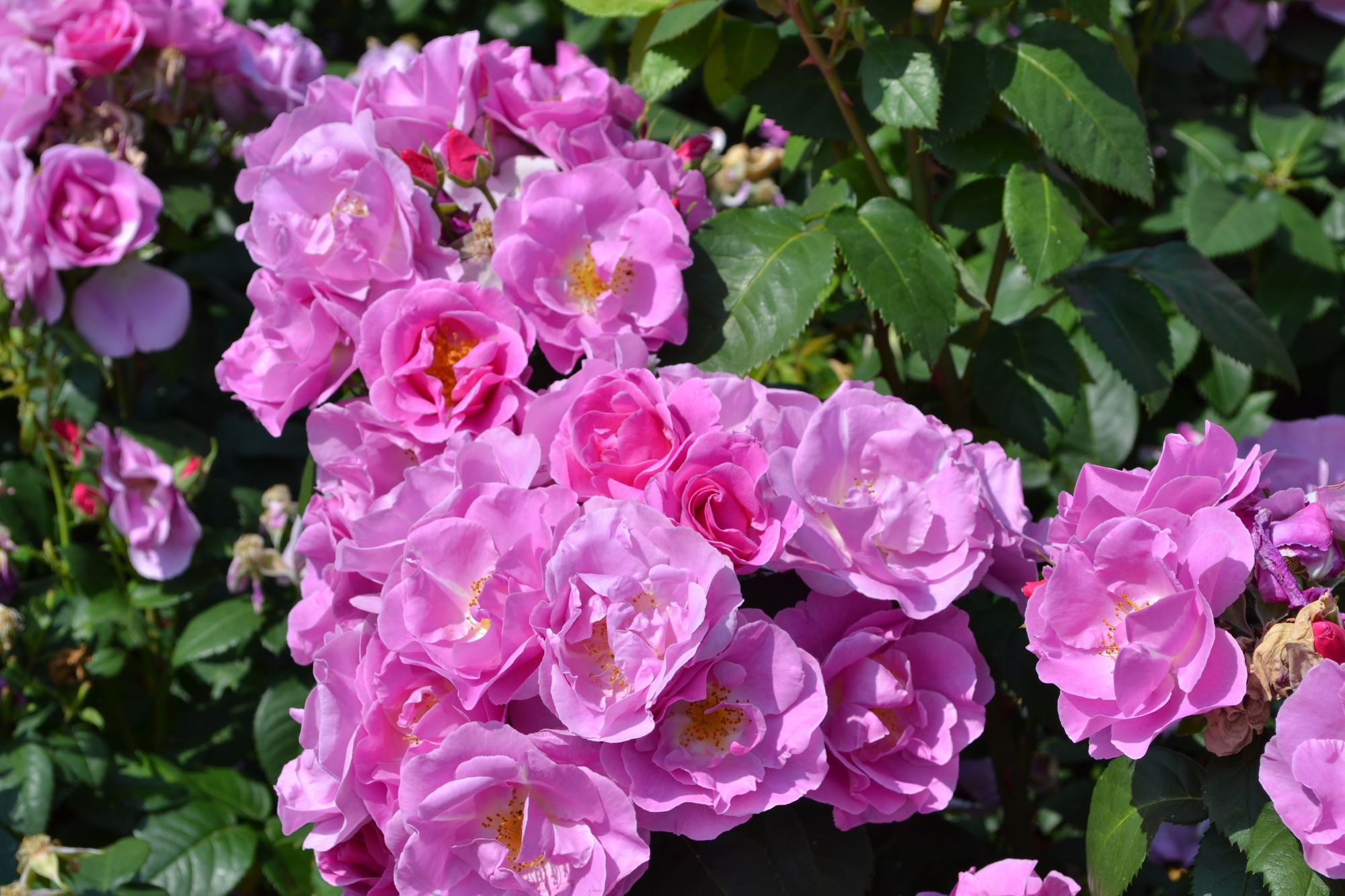 Rožė 'Lucky' (Rosa)