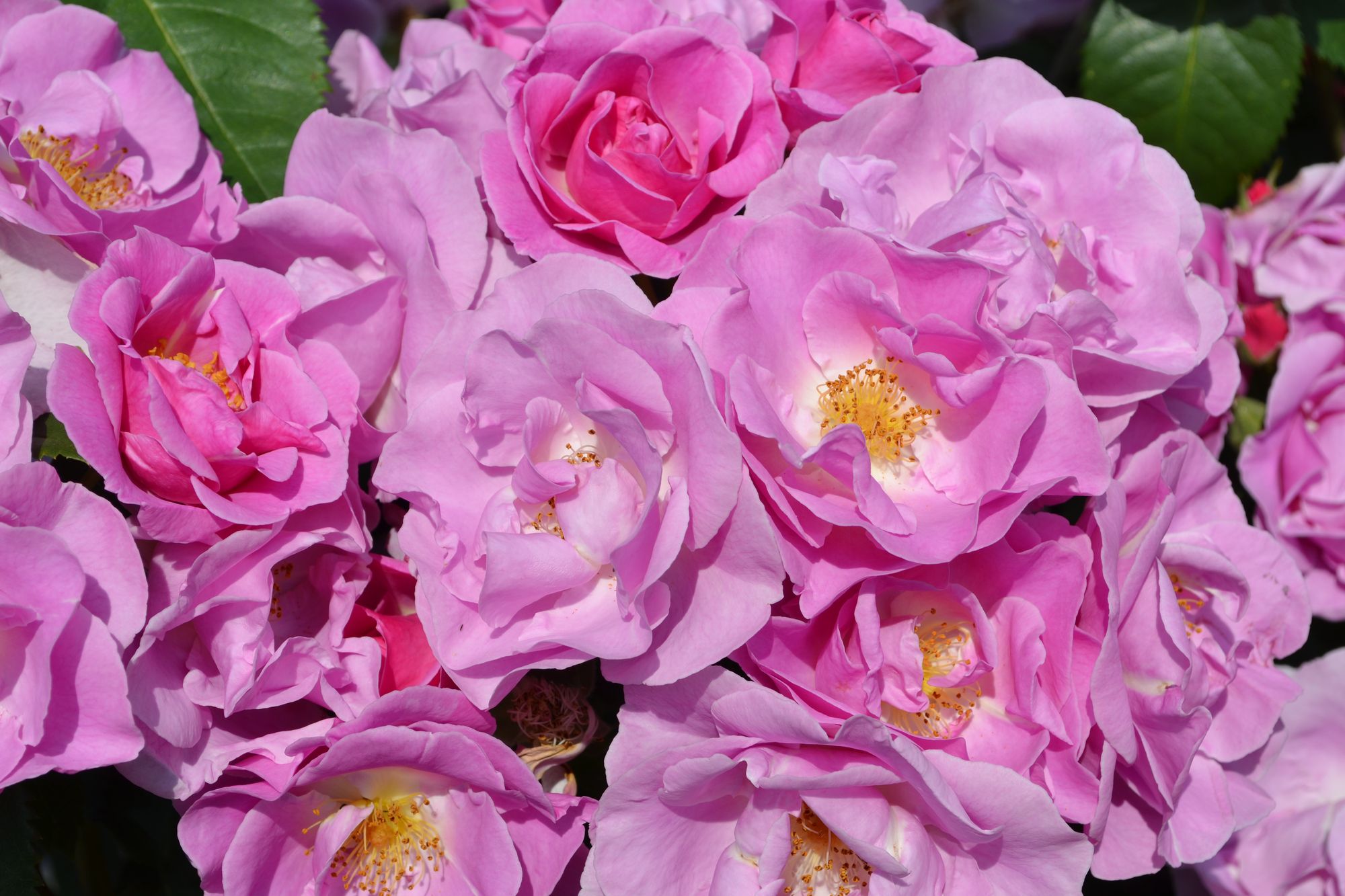 Rožė 'Lucky' (Rosa)