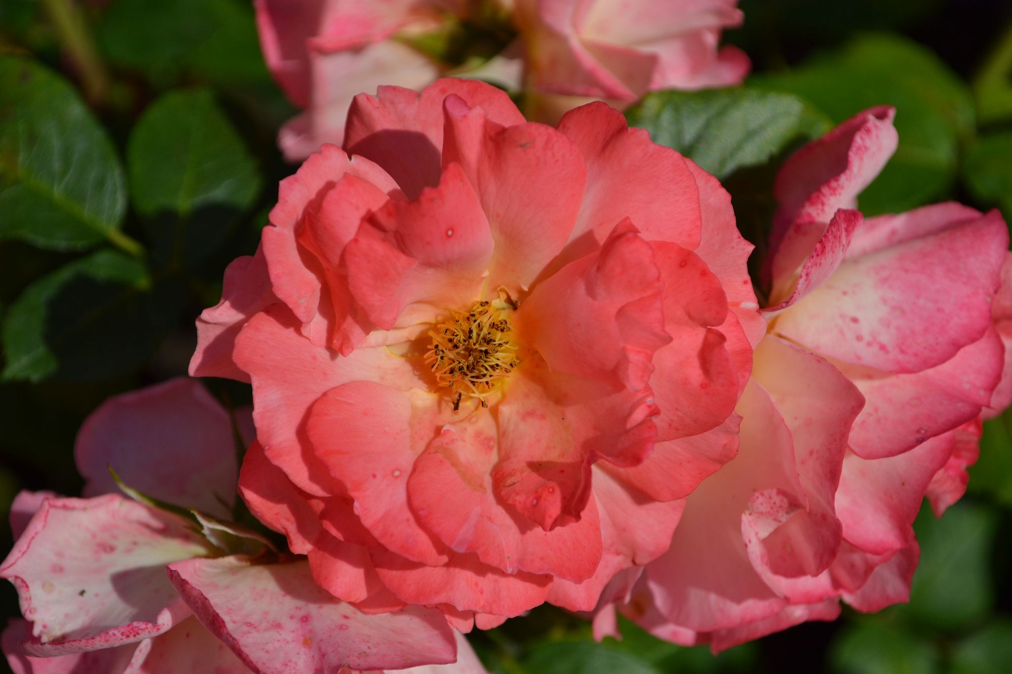 Rožė 'Salzburg' (Rosa)