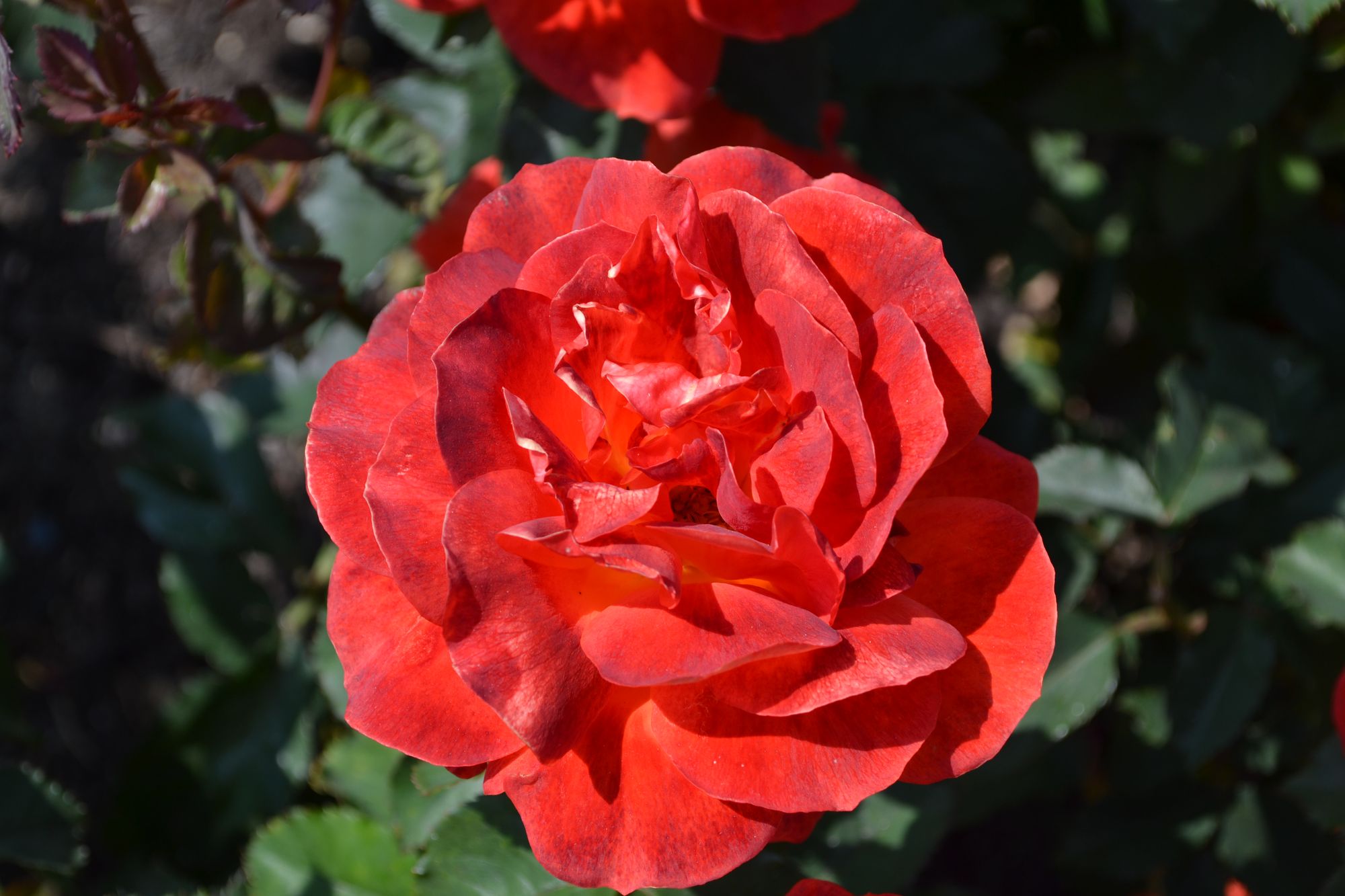 Rožė 'Super Trouper' (Rosa)