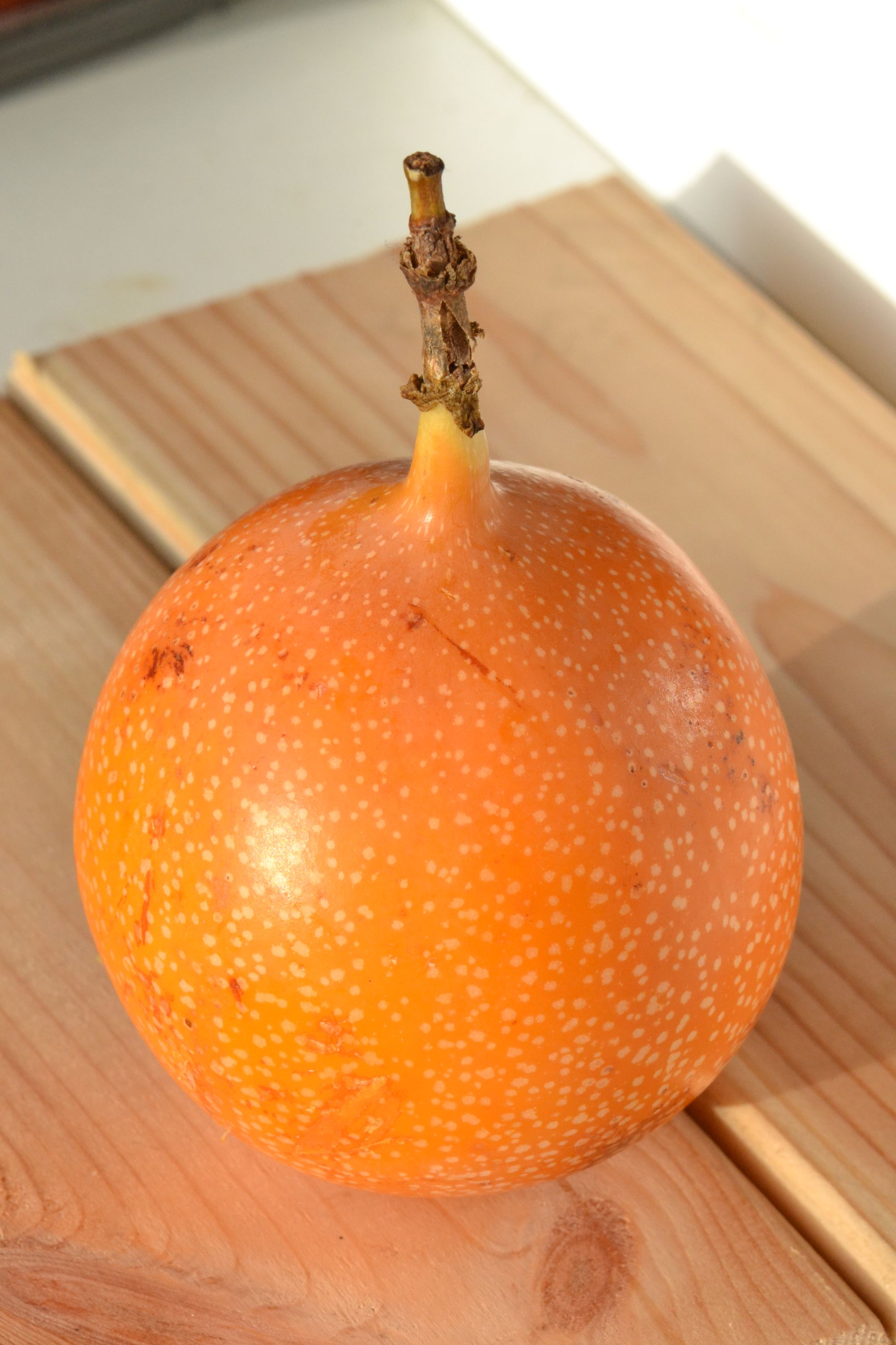 Persikinė pasiflora (Passiflora ligularis)