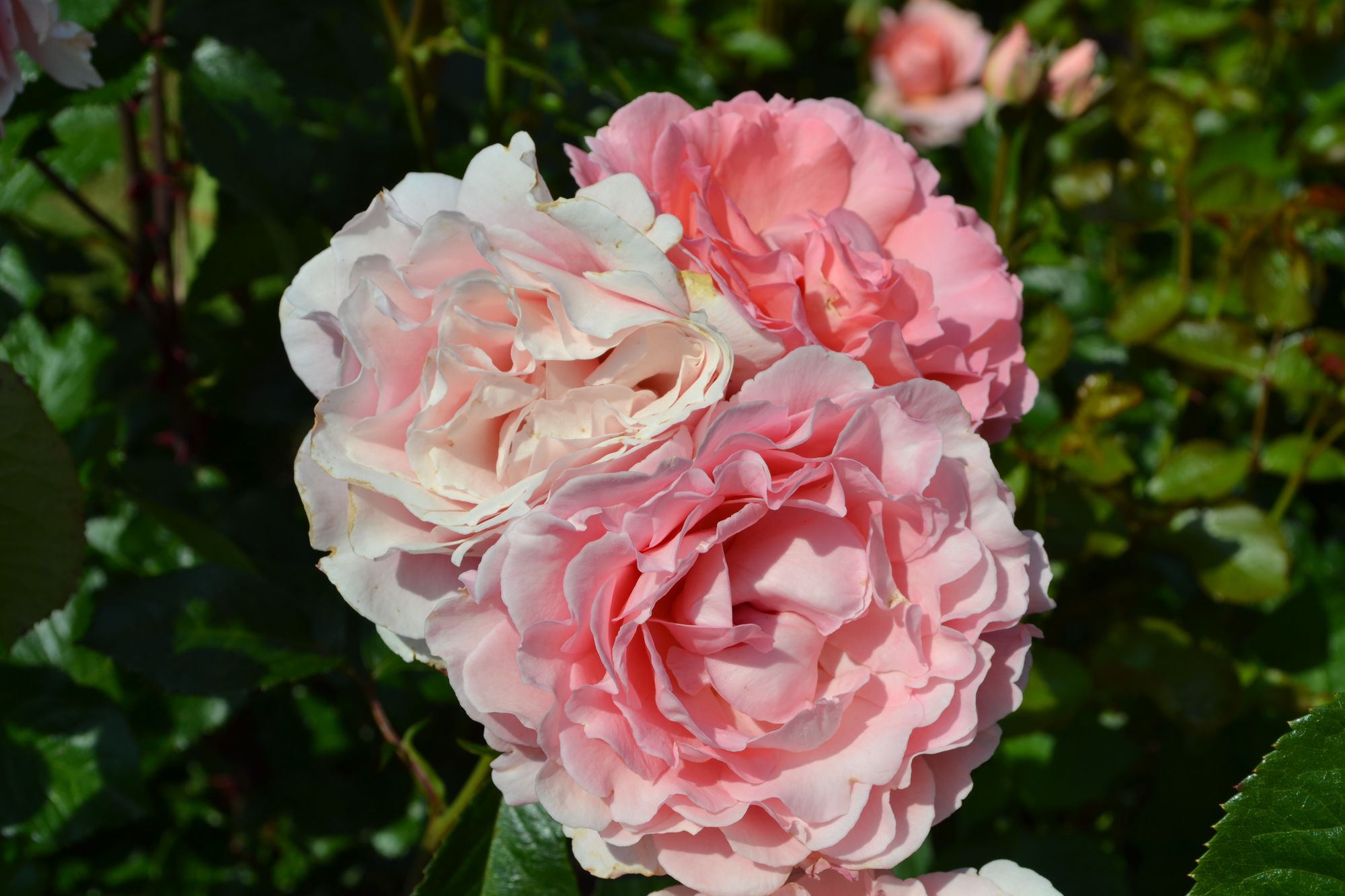 Rožė 'L'aimant' (Rosa)