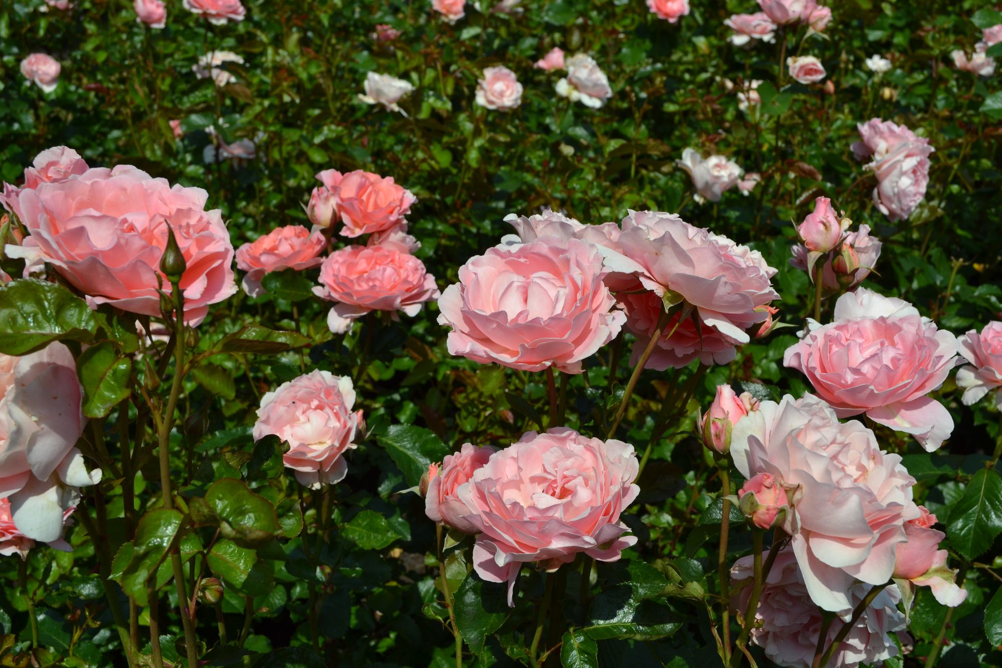 Rožė 'L'aimant' (Rosa)