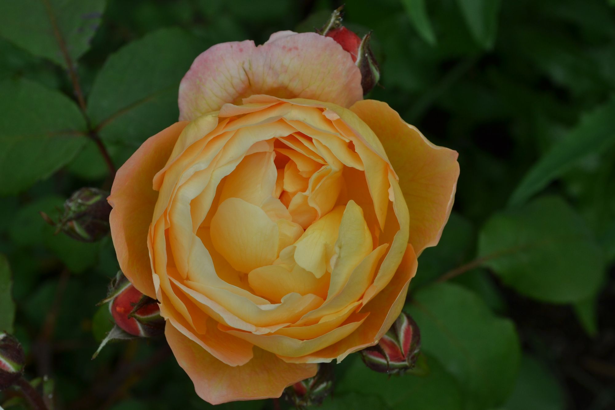 Rožė 'Lady Emma Hamilton' (Rosa)